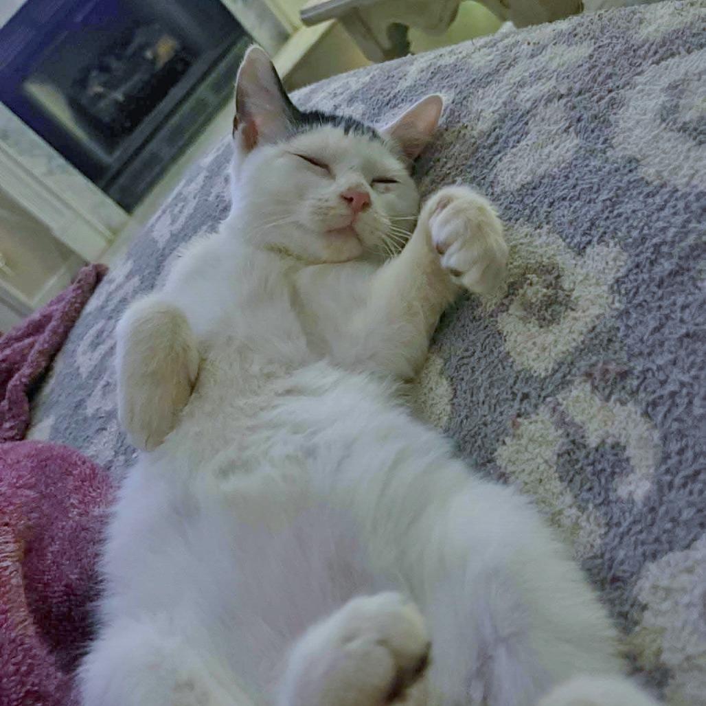 Enlarge Ollie, an adopted mixed breed in Helena, AL image 3/4