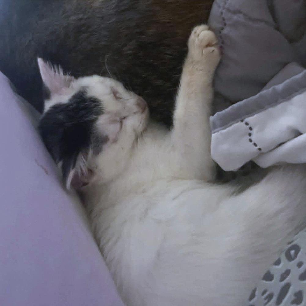 Enlarge Ollie, an adopted mixed breed in Helena, AL image 4/4