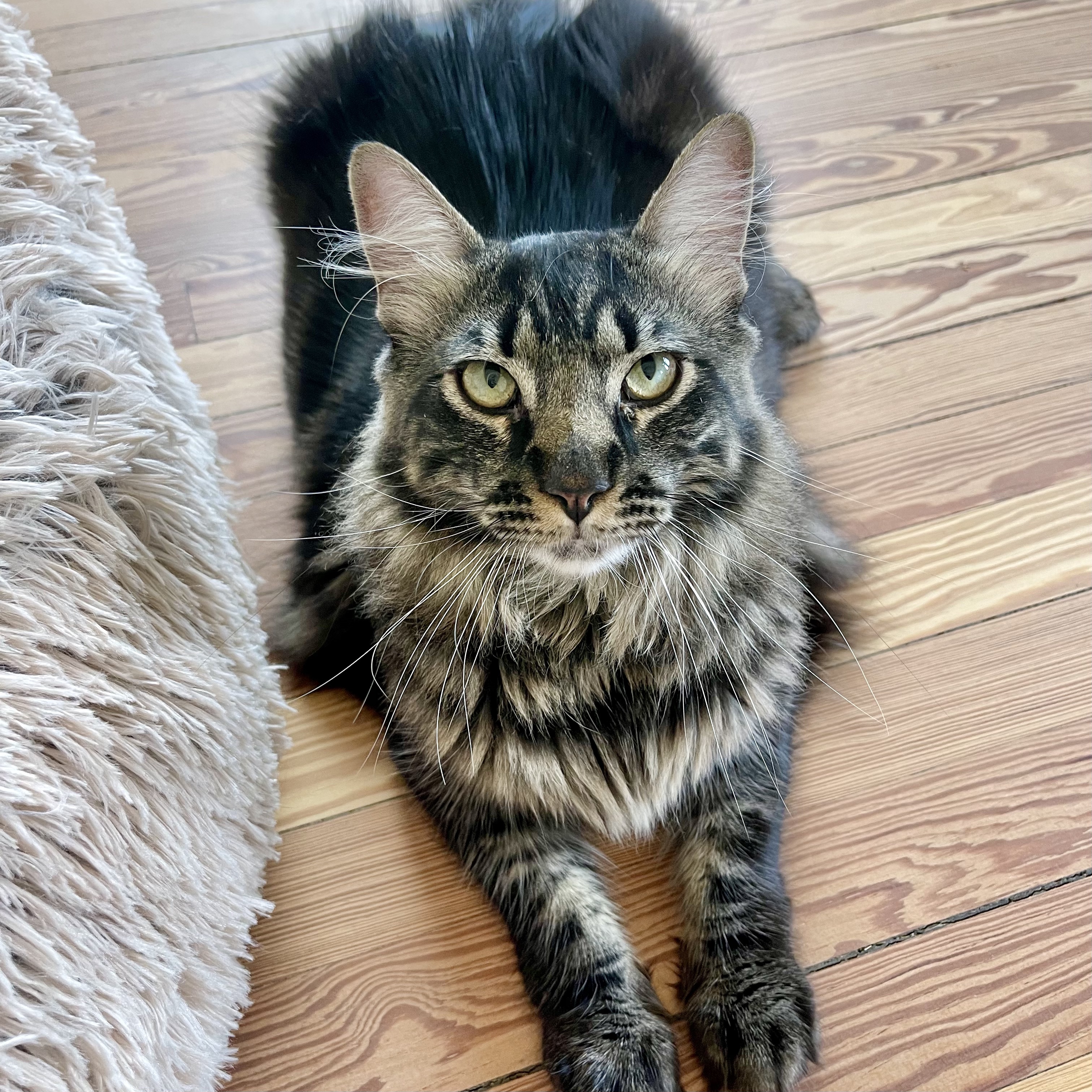 Enlarge Della and Devereaux, a Adopted mixed breed in Winter Park, FL image 2/3