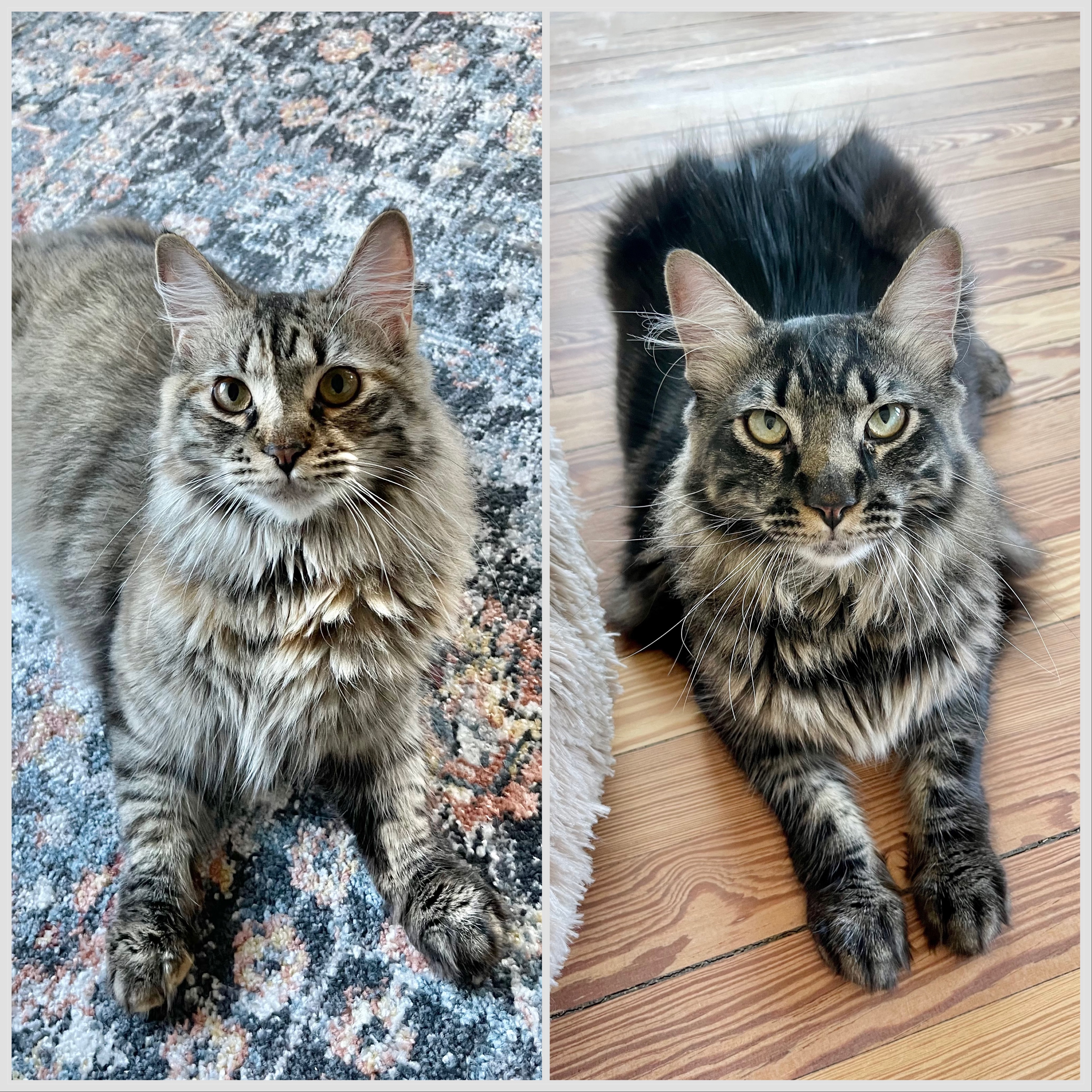 Della and Devereaux, Adopted, Adult Male Maine Coon & Manx.
