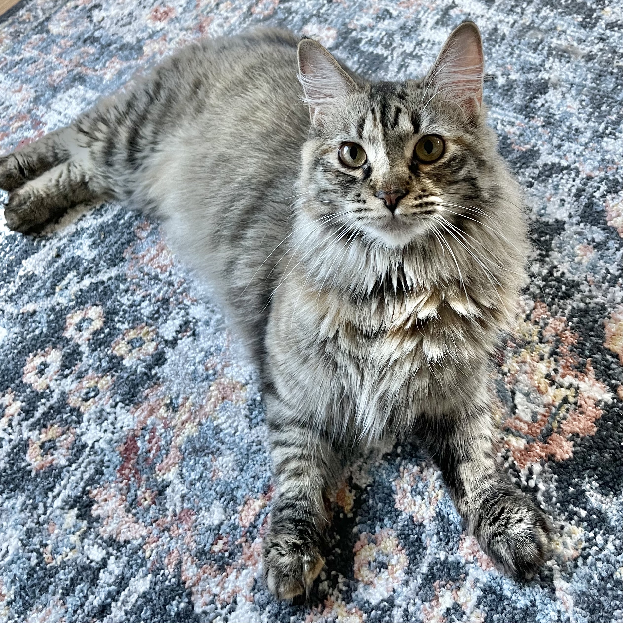 Enlarge Della and Devereaux, a Adopted mixed breed in Winter Park, FL image 3/3