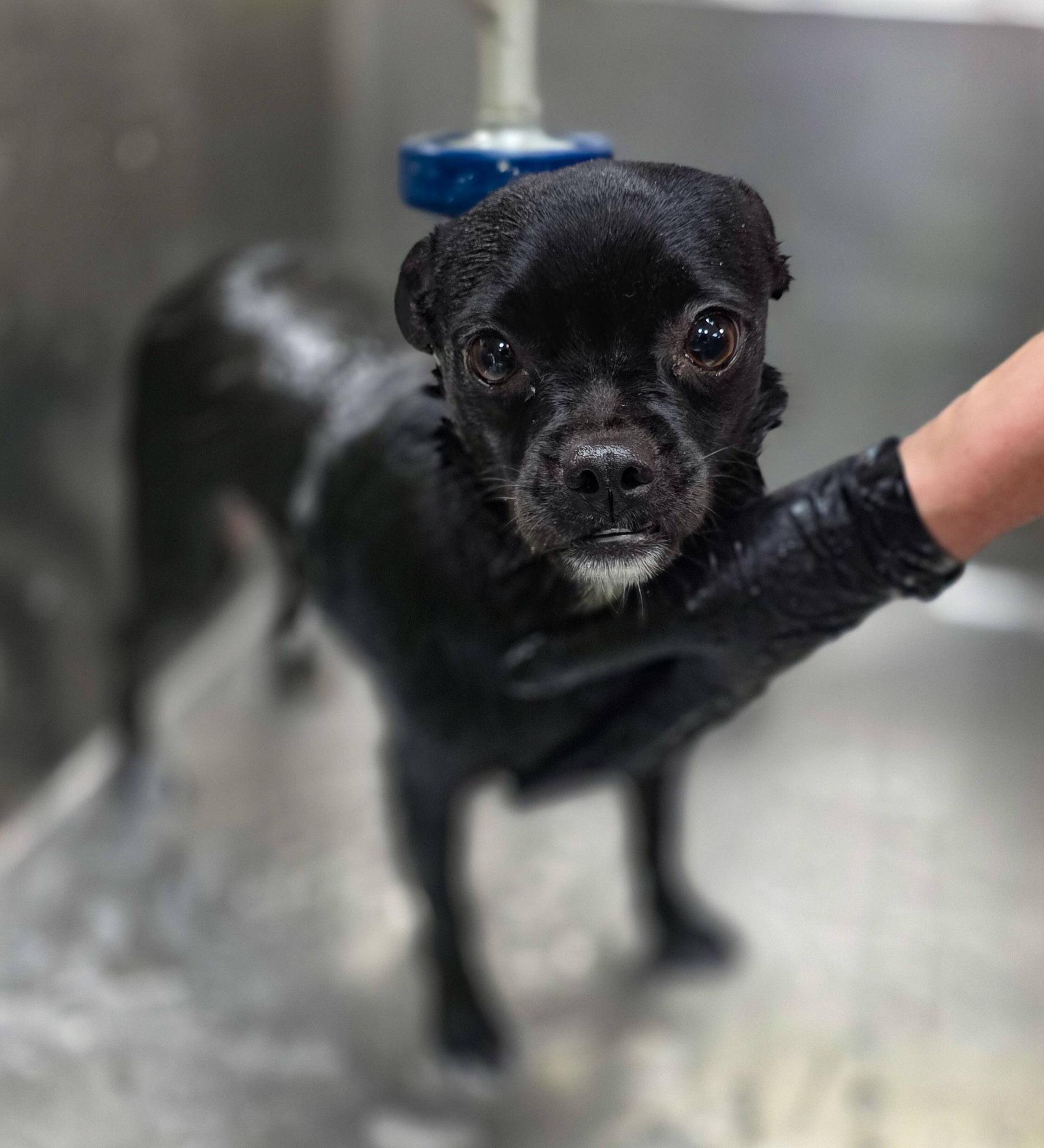 Ciabatta, an adopted mixed breed in Sterling Heights, MI image 1/6