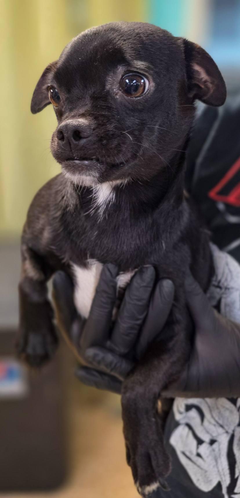 Ciabatta, an adopted mixed breed in Sterling Heights, MI image 2/6