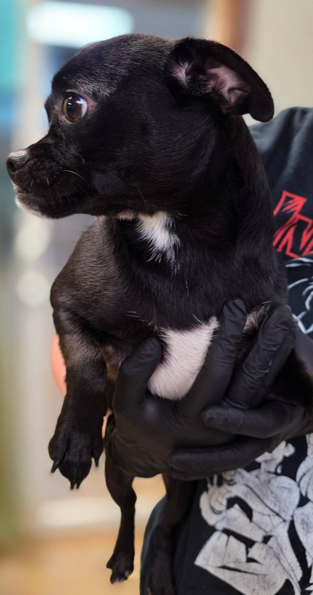Ciabatta, an adopted mixed breed in Sterling Heights, MI image 5/6