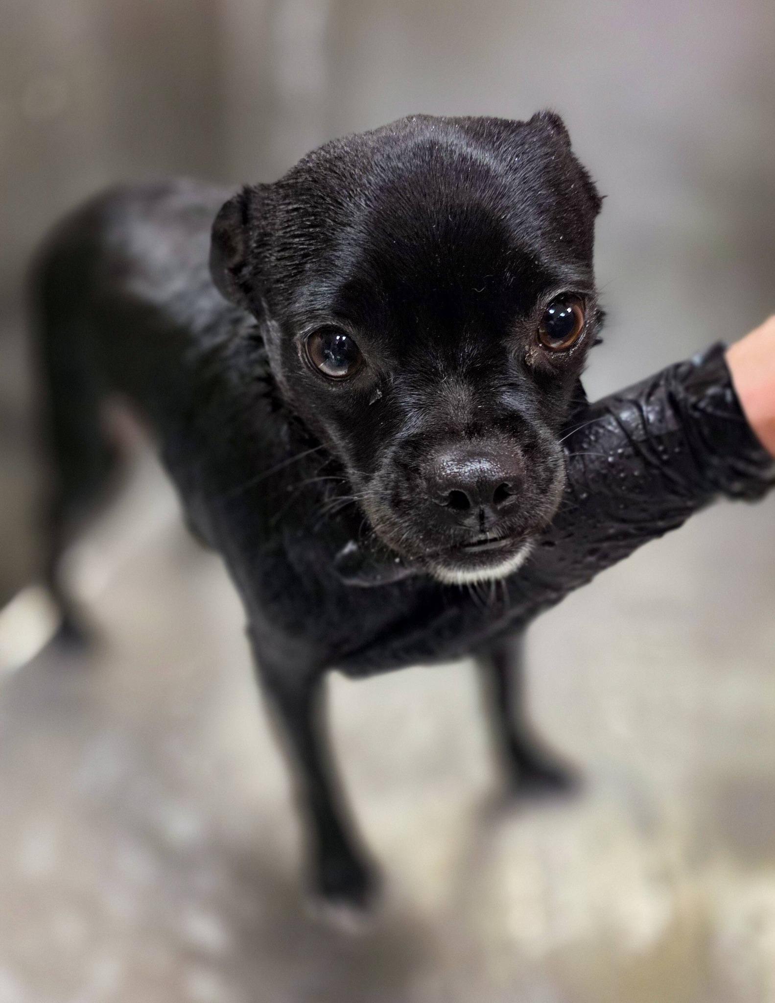 Ciabatta, an adopted mixed breed in Sterling Heights, MI image 6/6
