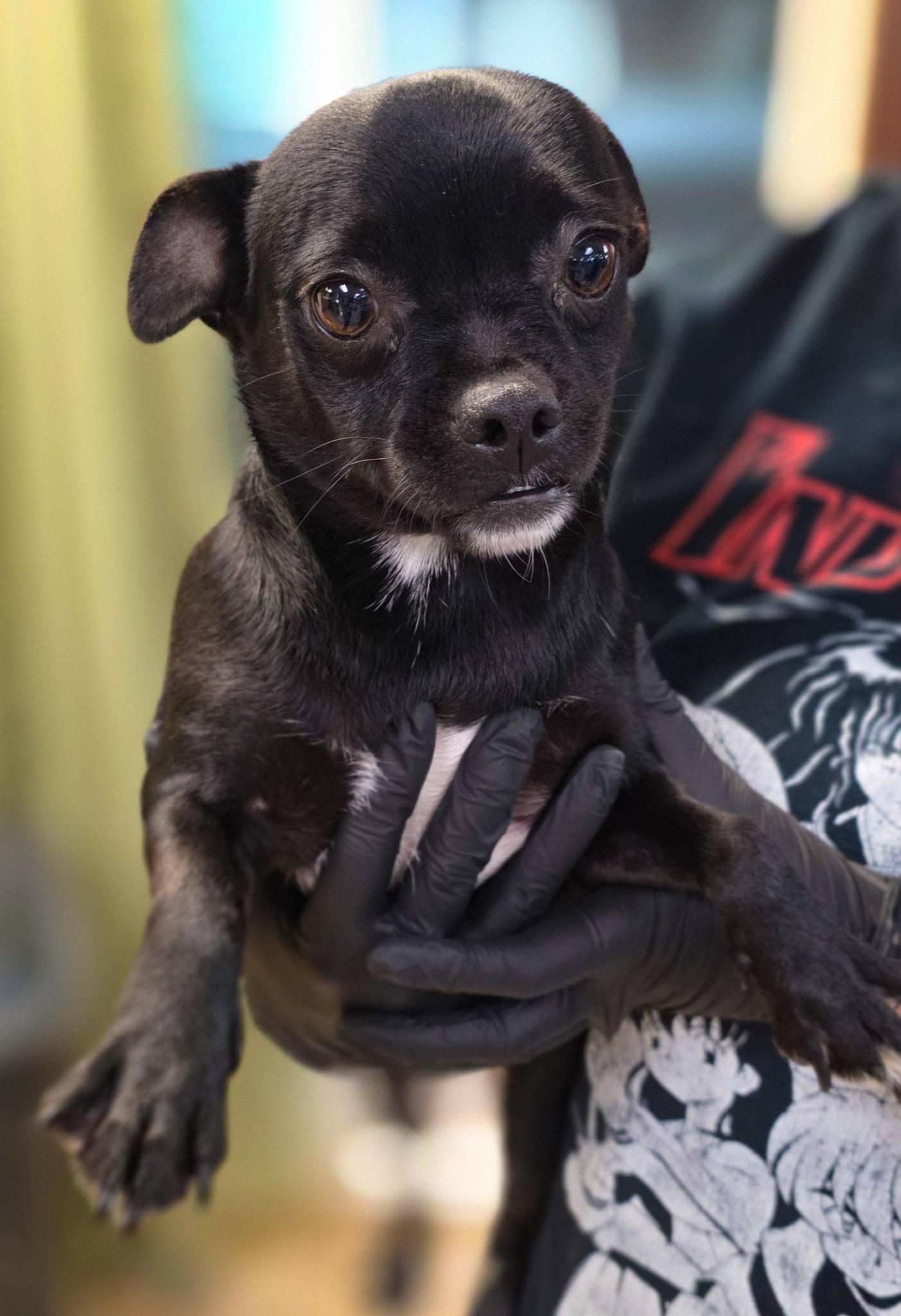 Ciabatta, an adopted mixed breed in Sterling Heights, MI image 4/6