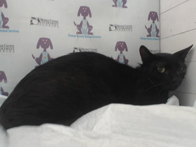 HECATE, Adoptable, Young Female Domestic Short Hair.