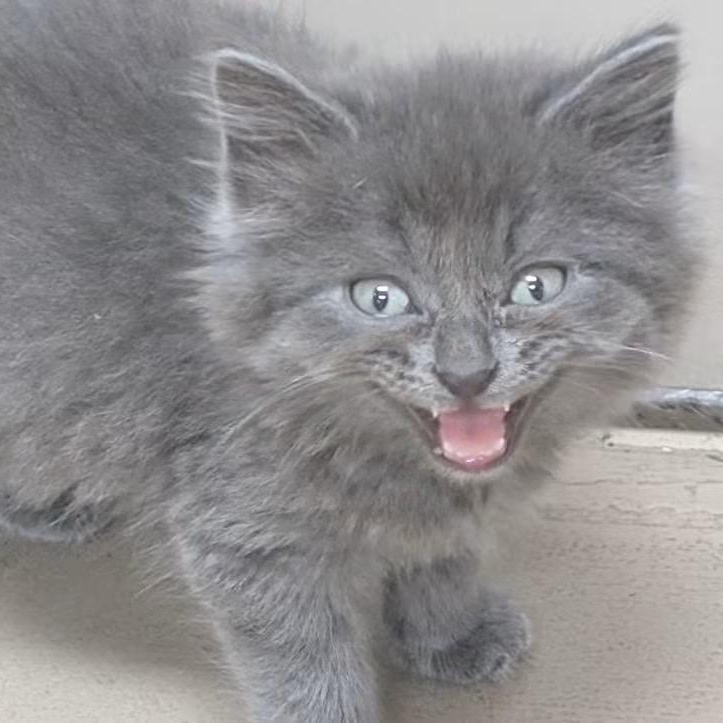 Zelda, Adopted, Kitten Female Domestic Short Hair.