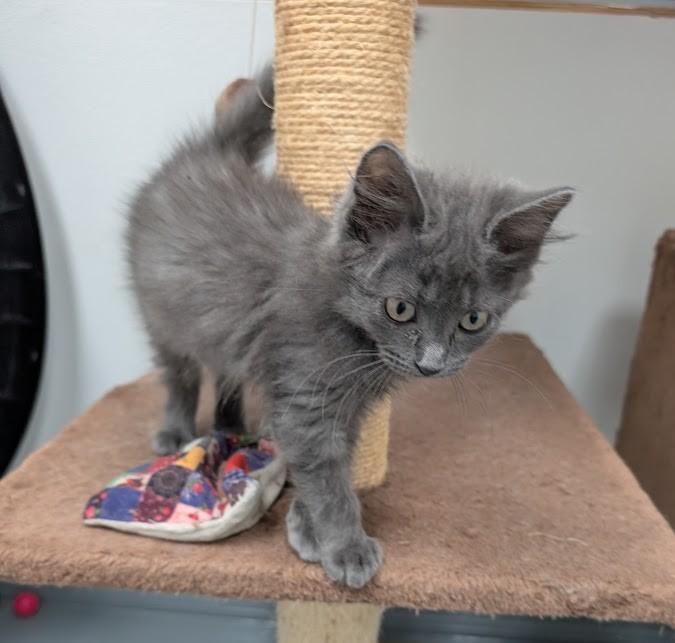 Enlarge Zelda, a Adopted Domestic Short Hair in Carthage, IL image 4/5