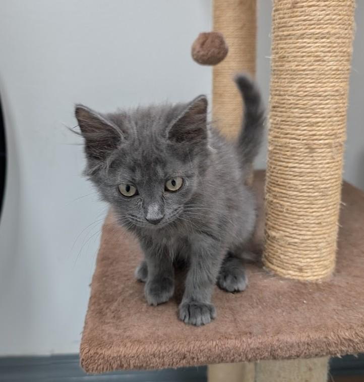 Enlarge Zelda, a Adopted Domestic Short Hair in Carthage, IL image 5/5