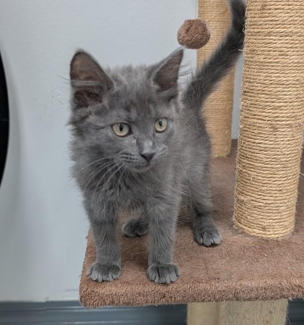 Enlarge Zelda, a Adopted Domestic Short Hair in Carthage, IL image 2/5
