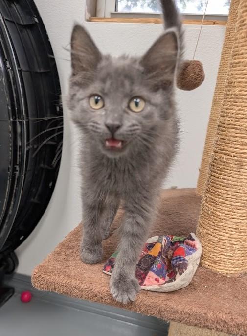 Enlarge Zelda, a Adopted Domestic Short Hair in Carthage, IL image 3/5
