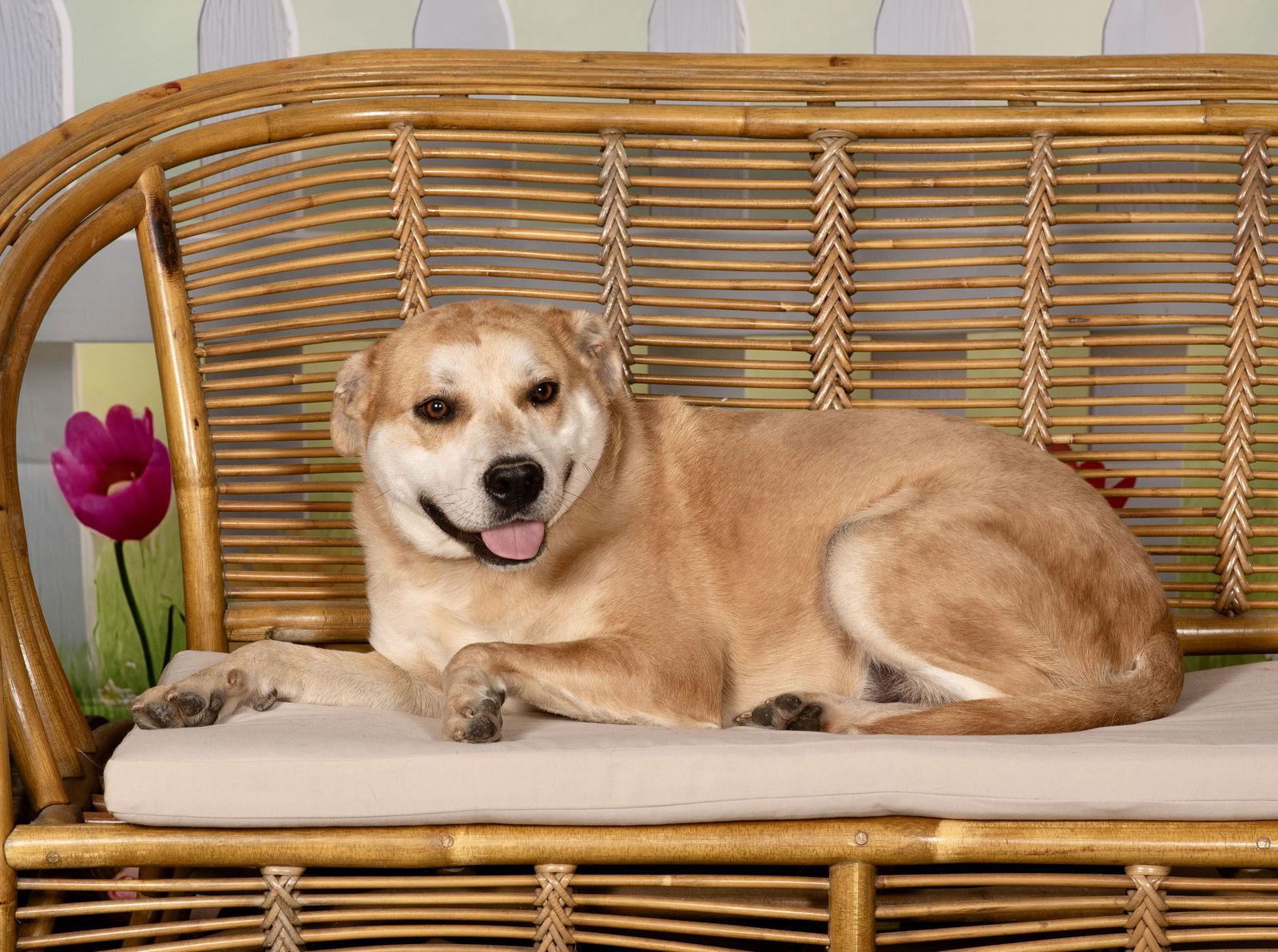 Enlarge DOZER, a Adoptable Carolina Dog in Southaven, MS image 2/3