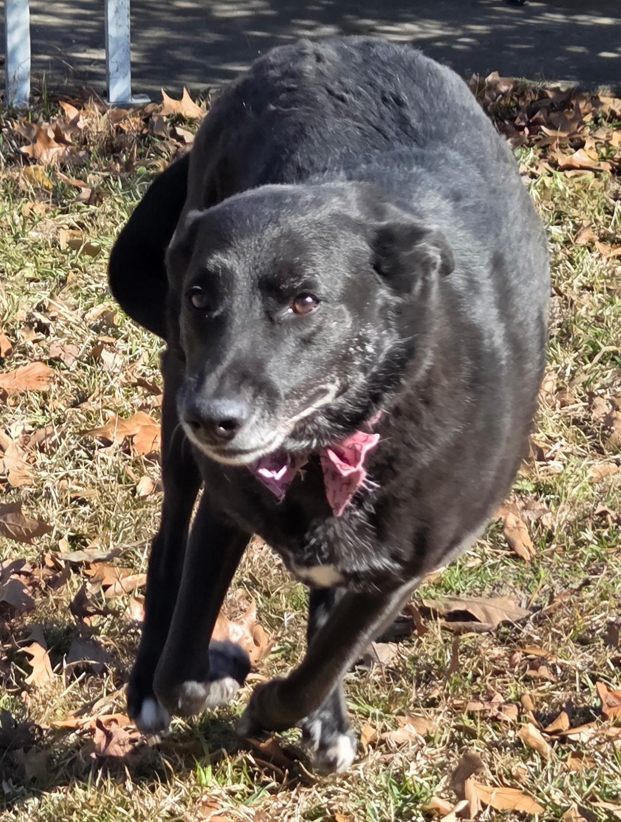 Enlarge Willa, a ADOPTABLE mixed breed in Rocky Hill , CT image 2/2
