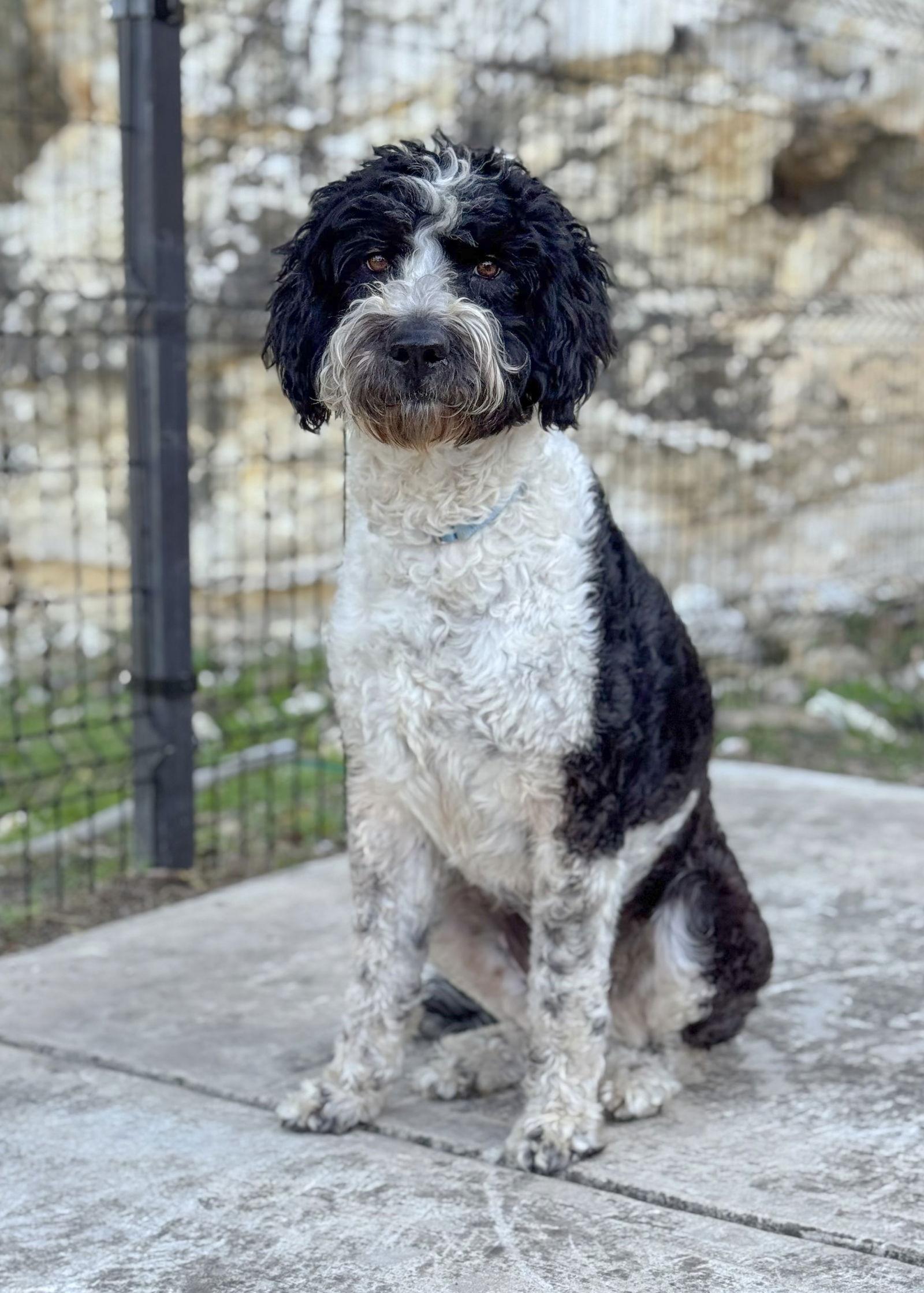 Enlarge Bindi, a Adopted mixed breed in Helotes, TX image 3/3
