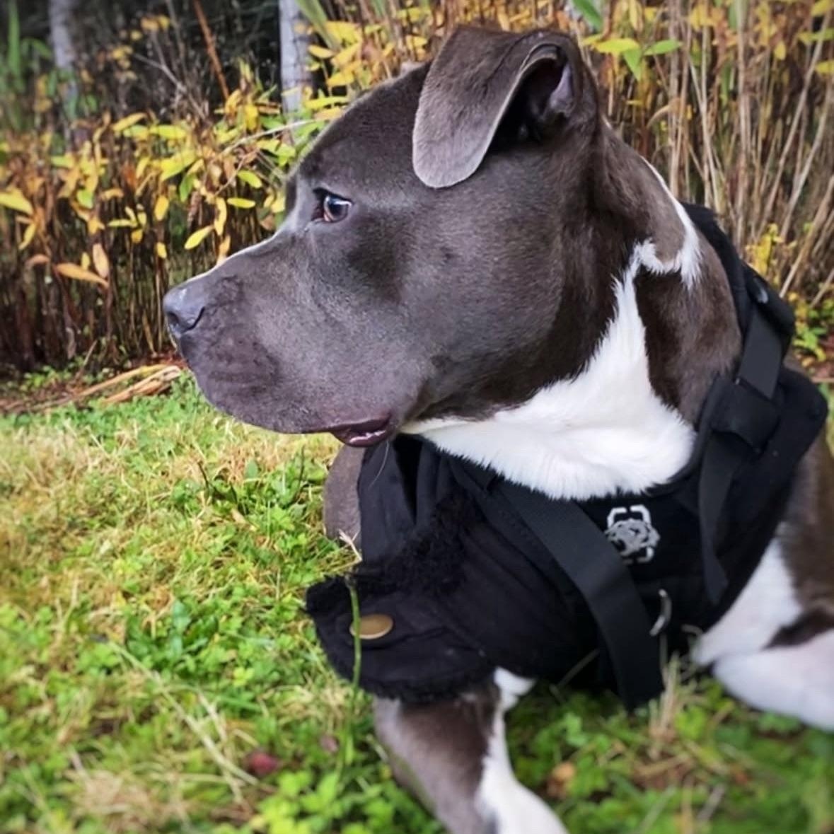 Enlarge Twitch, an adopted mixed breed in Portland, OR image 3/5