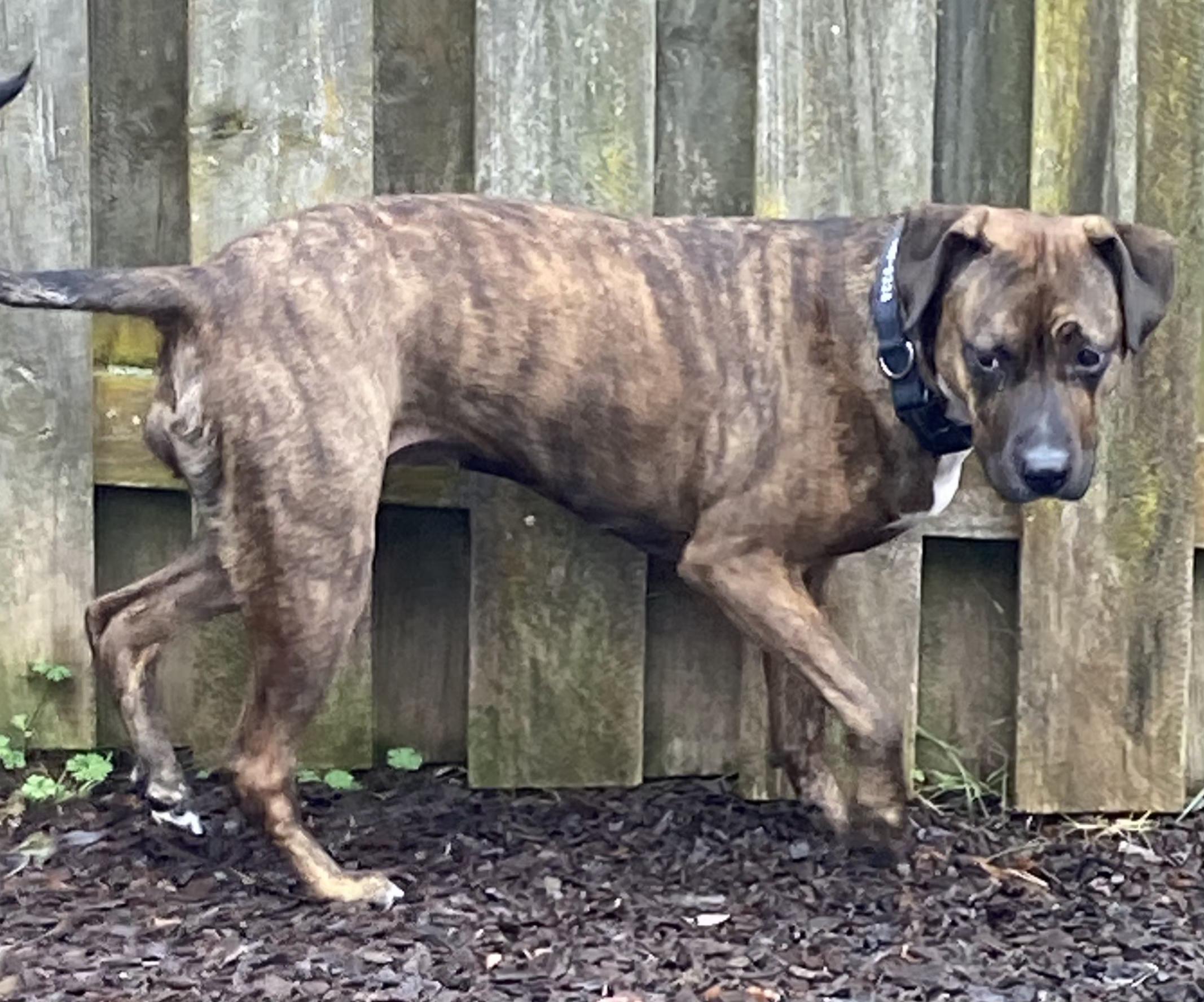 Enlarge Mauka, an adopted Boxer in Lexington, KY image 5/5