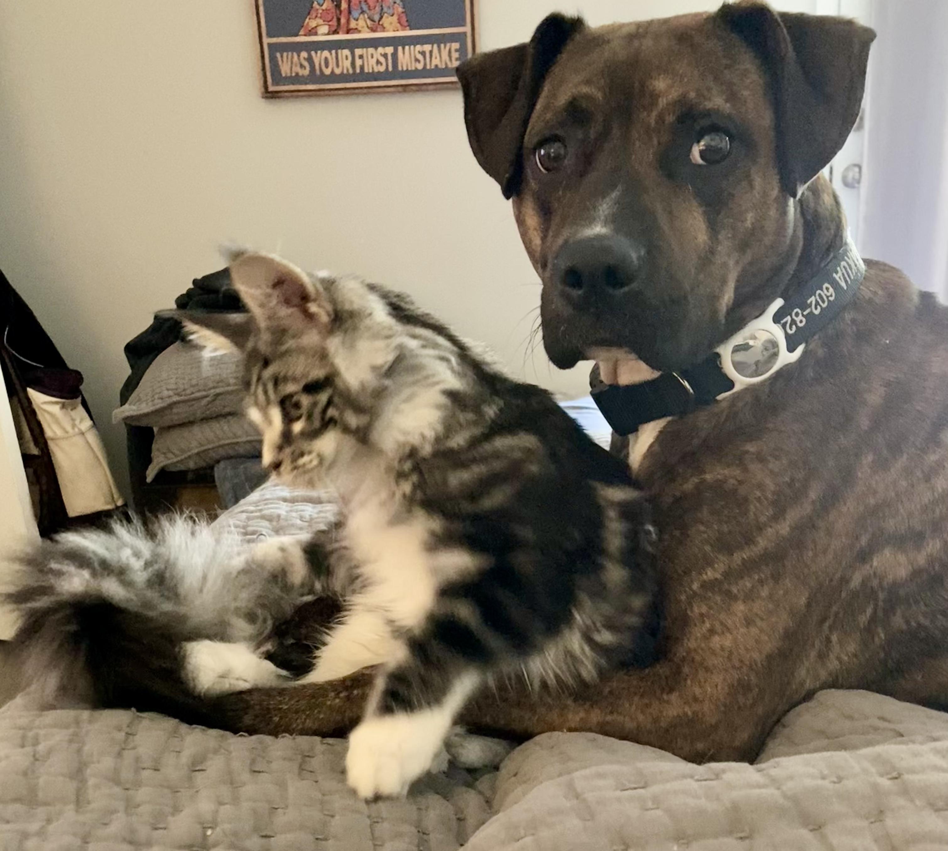 Enlarge Mauka, an adopted Boxer in Lexington, KY image 3/5