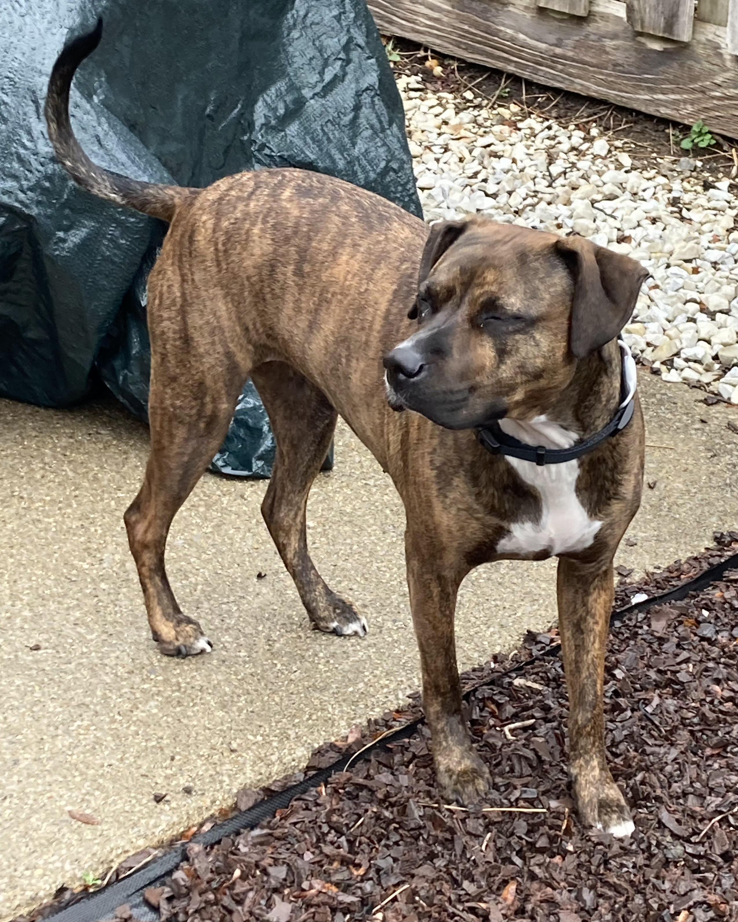 Enlarge Mauka, an adopted Boxer in Lexington, KY image 4/5