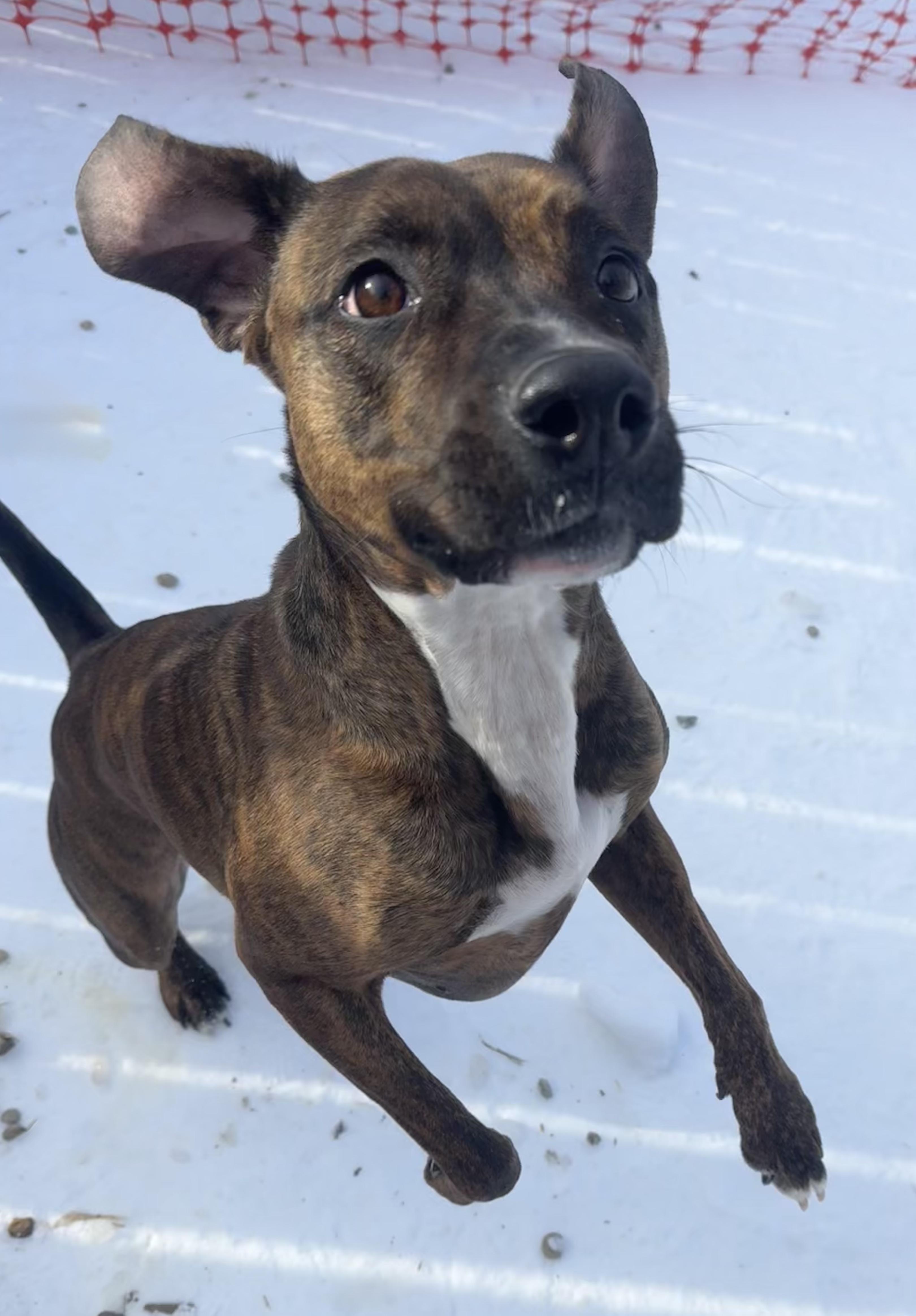 Enlarge Mauka, an adopted Boxer in Lexington, KY image 2/5