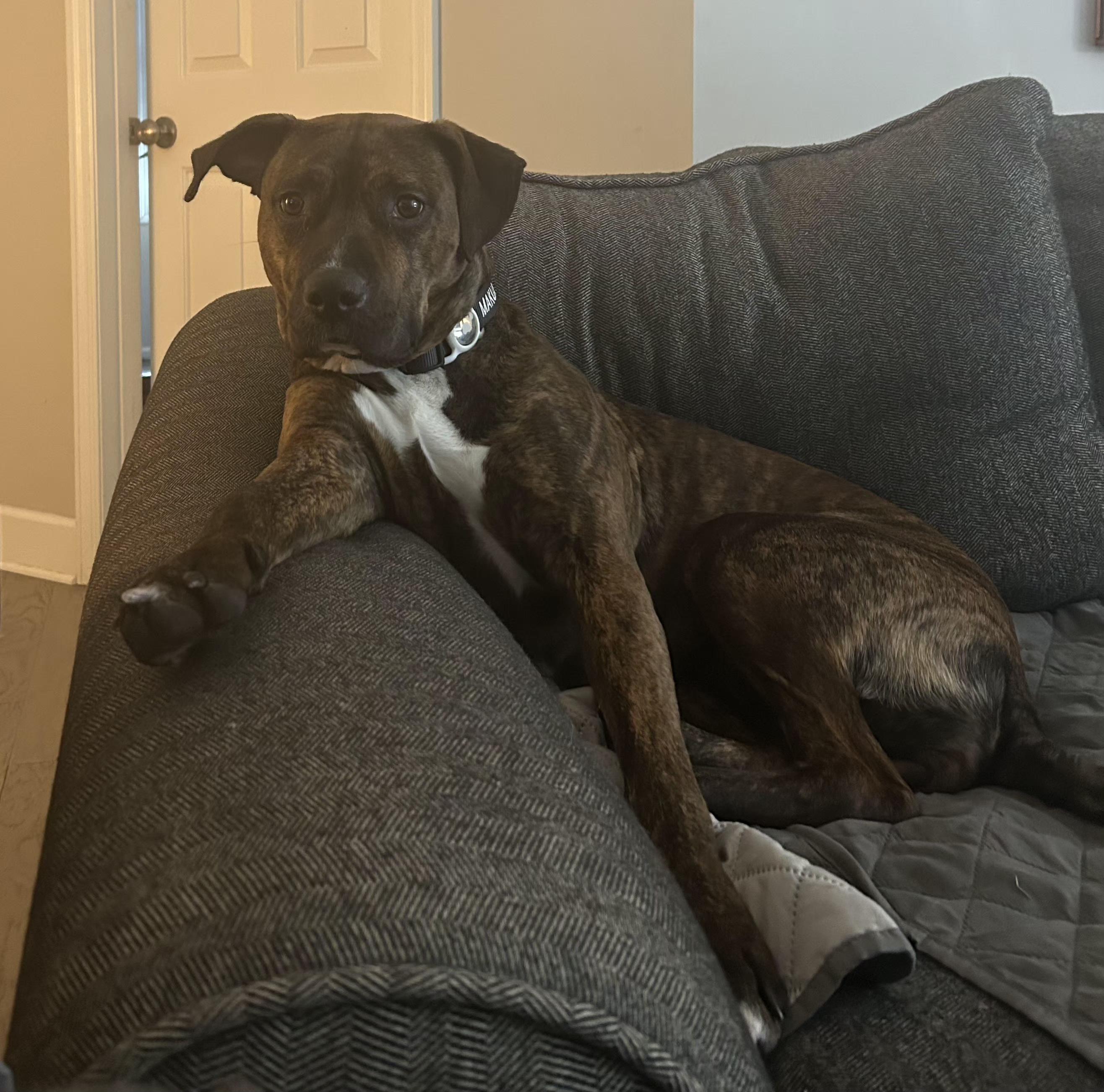 Mauka, adopted, Young Female Boxer.