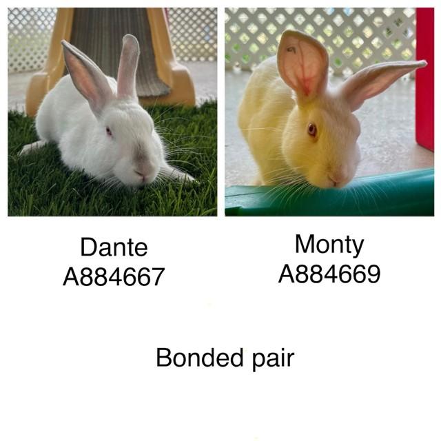 DANTE, Adoptable, Baby Male Bunny Rabbit.