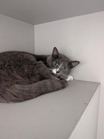 Enlarge Granite, a Adoptable mixed breed in Louisburg, NC image 1/1