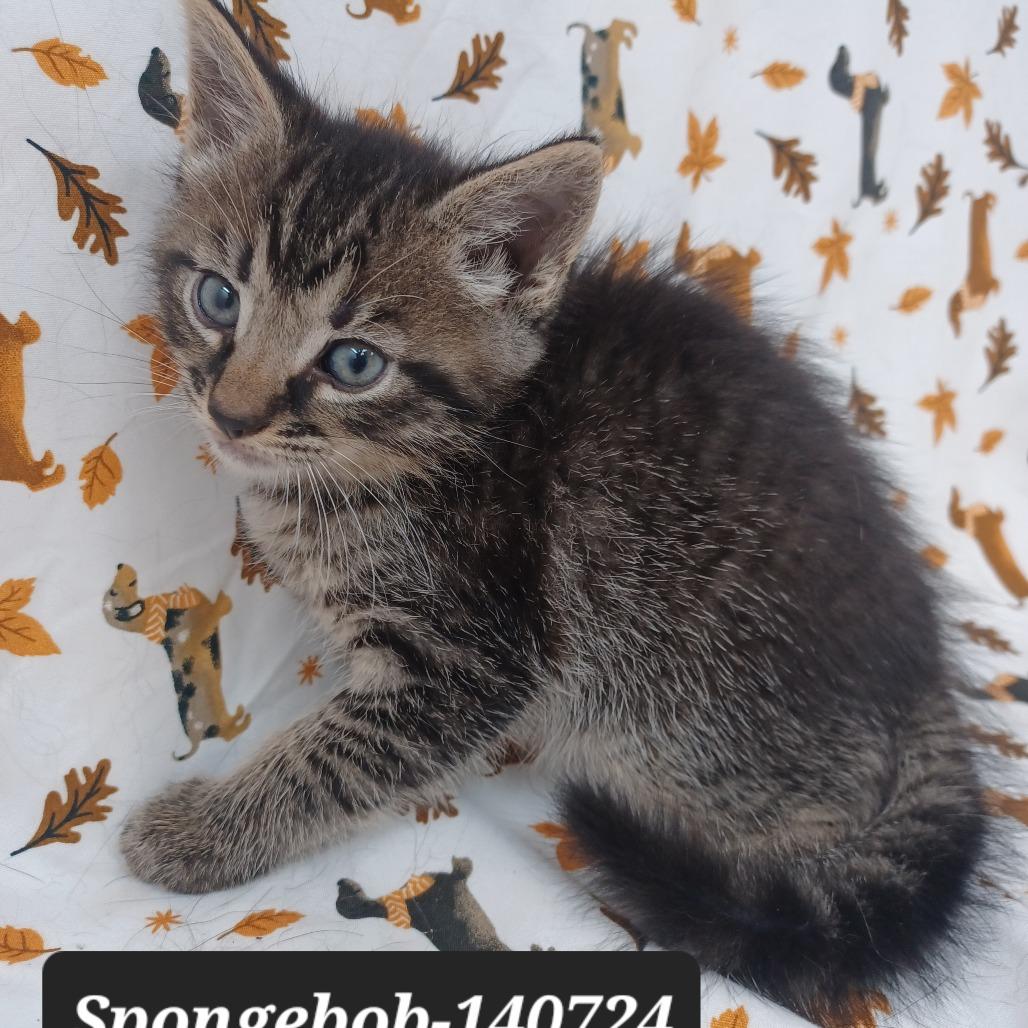 Spongebob, Adoptable, Kitten Male Domestic Short Hair.