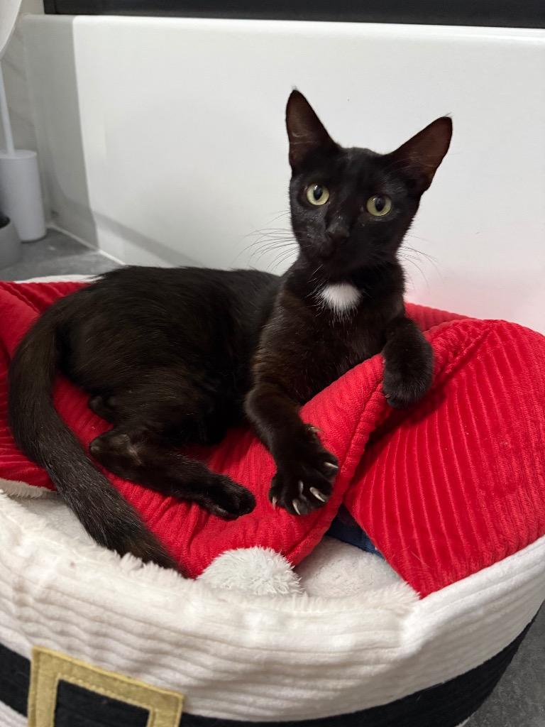 Enlarge Mary, a Adoptable mixed breed in St. James City, FL image 1/1