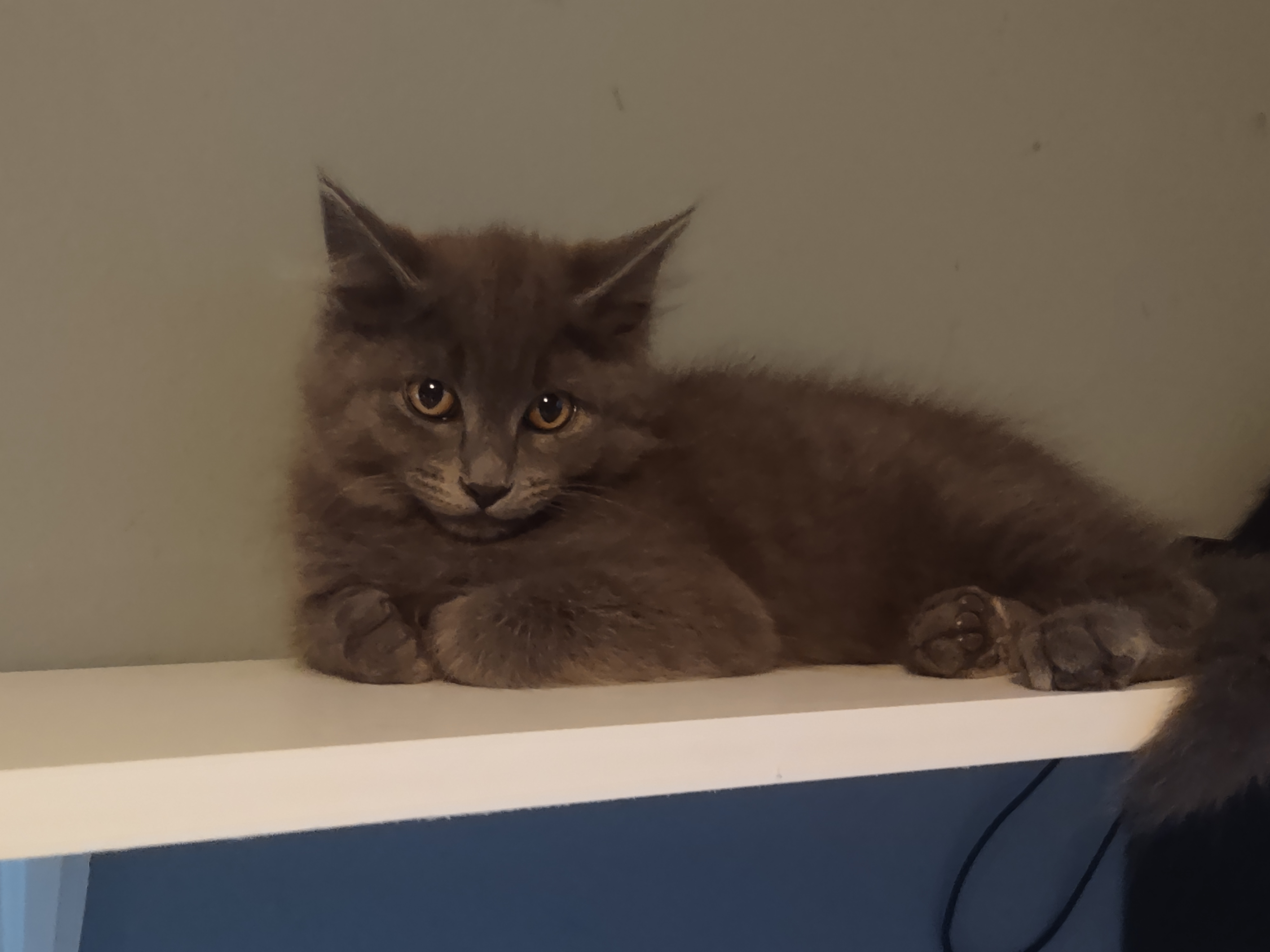 Enlarge Bubba, a Adopted Russian Blue in Spokane, WA image 1/3