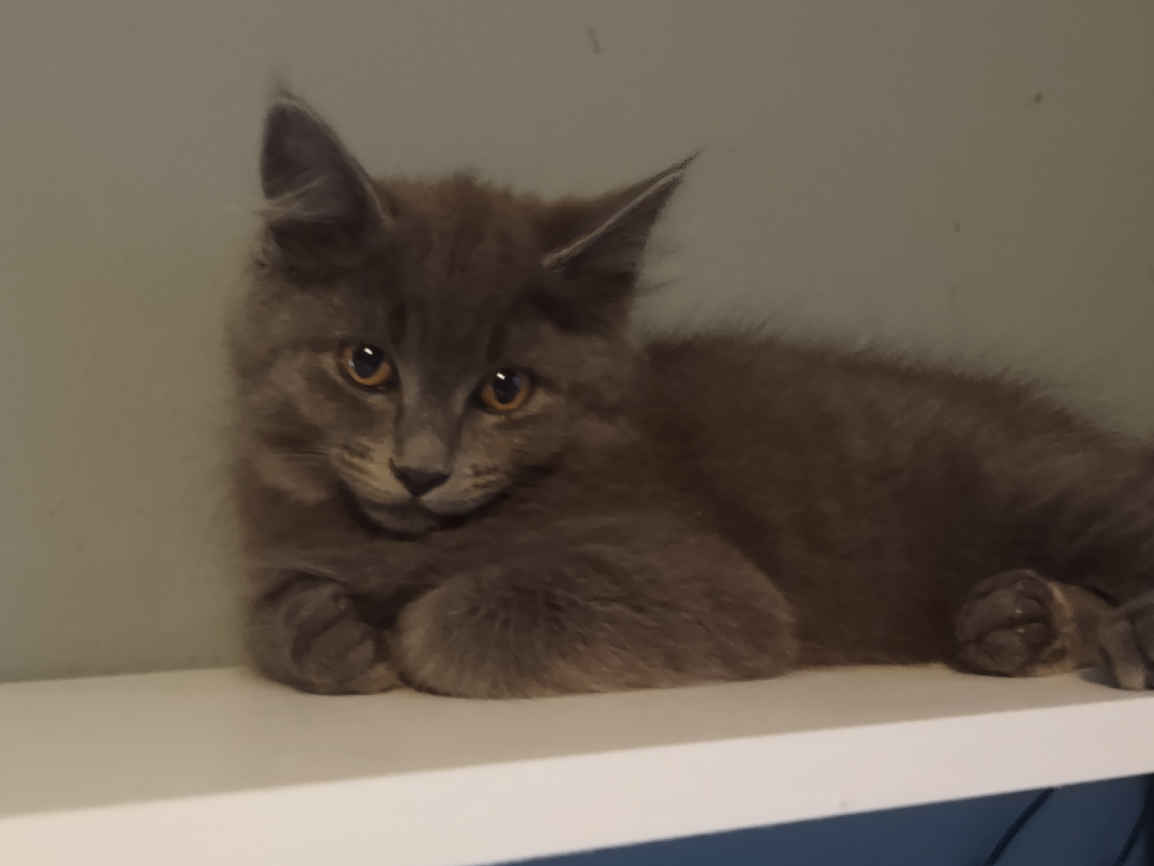 Enlarge Bubba, a Adopted Russian Blue in Spokane, WA image 2/3