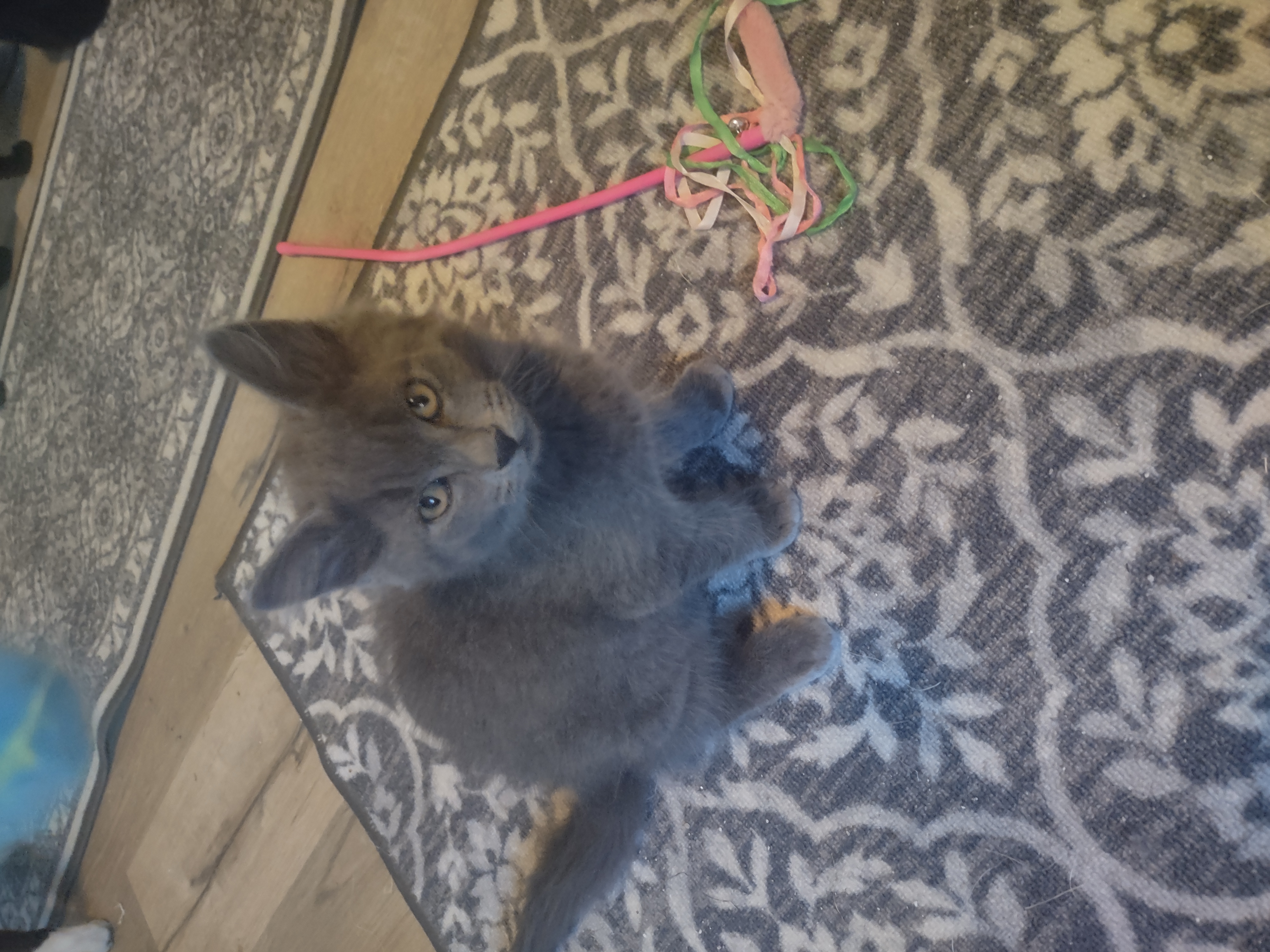 Enlarge Bubba, a Adopted Russian Blue in Spokane, WA image 3/3