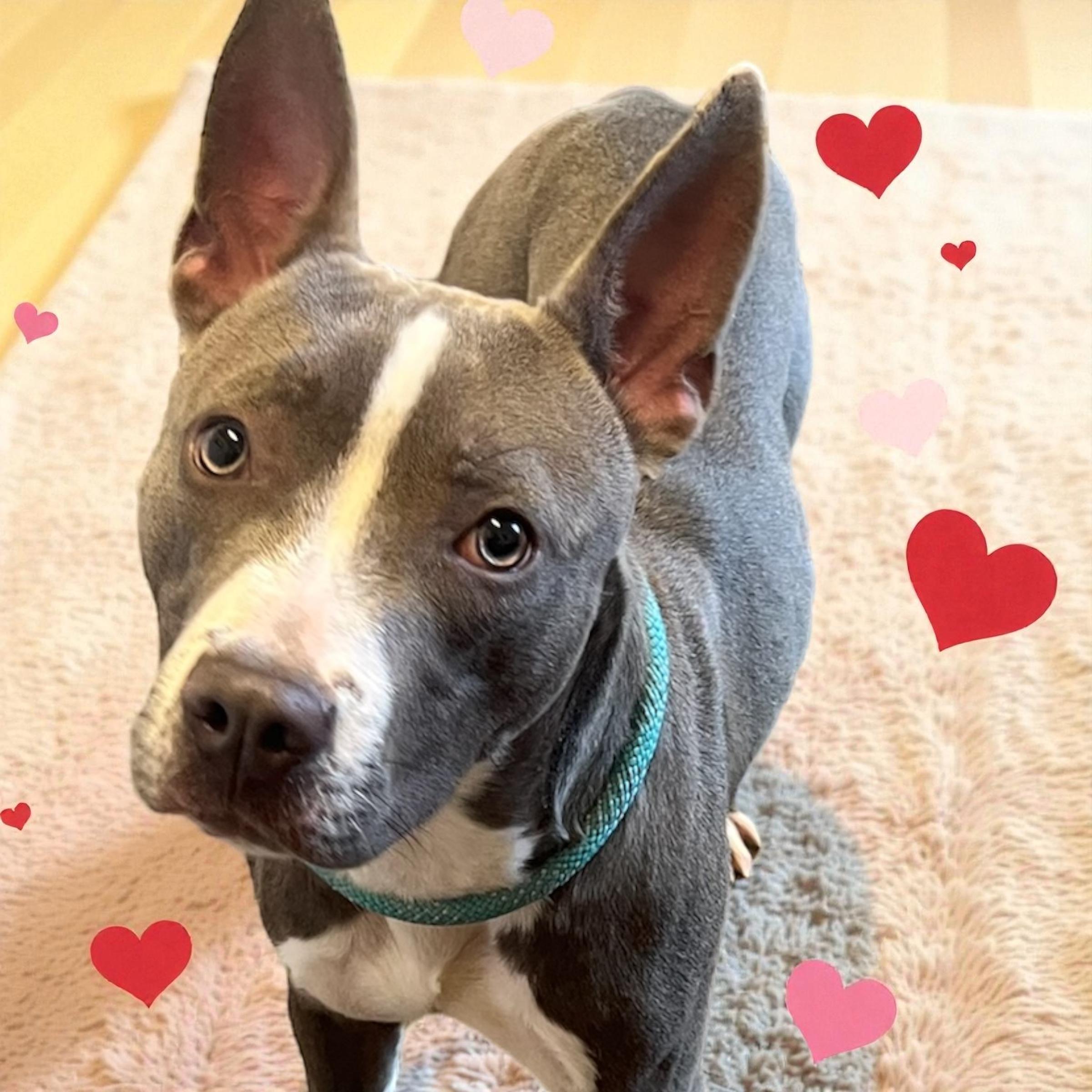 Kitty, an adopted mixed breed in Horn Lake, MS image 4/6