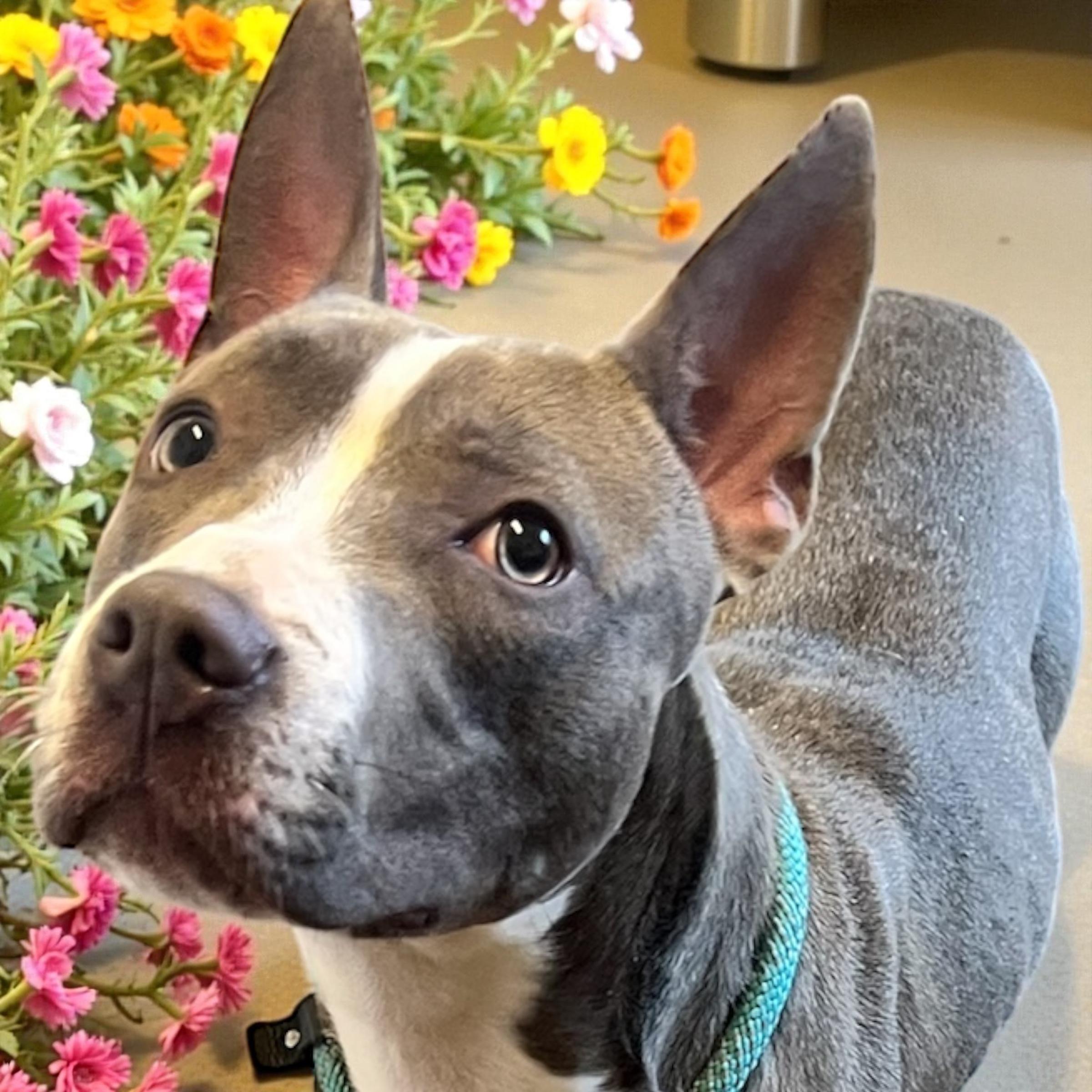 Kitty, an adopted mixed breed in Horn Lake, MS image 2/6