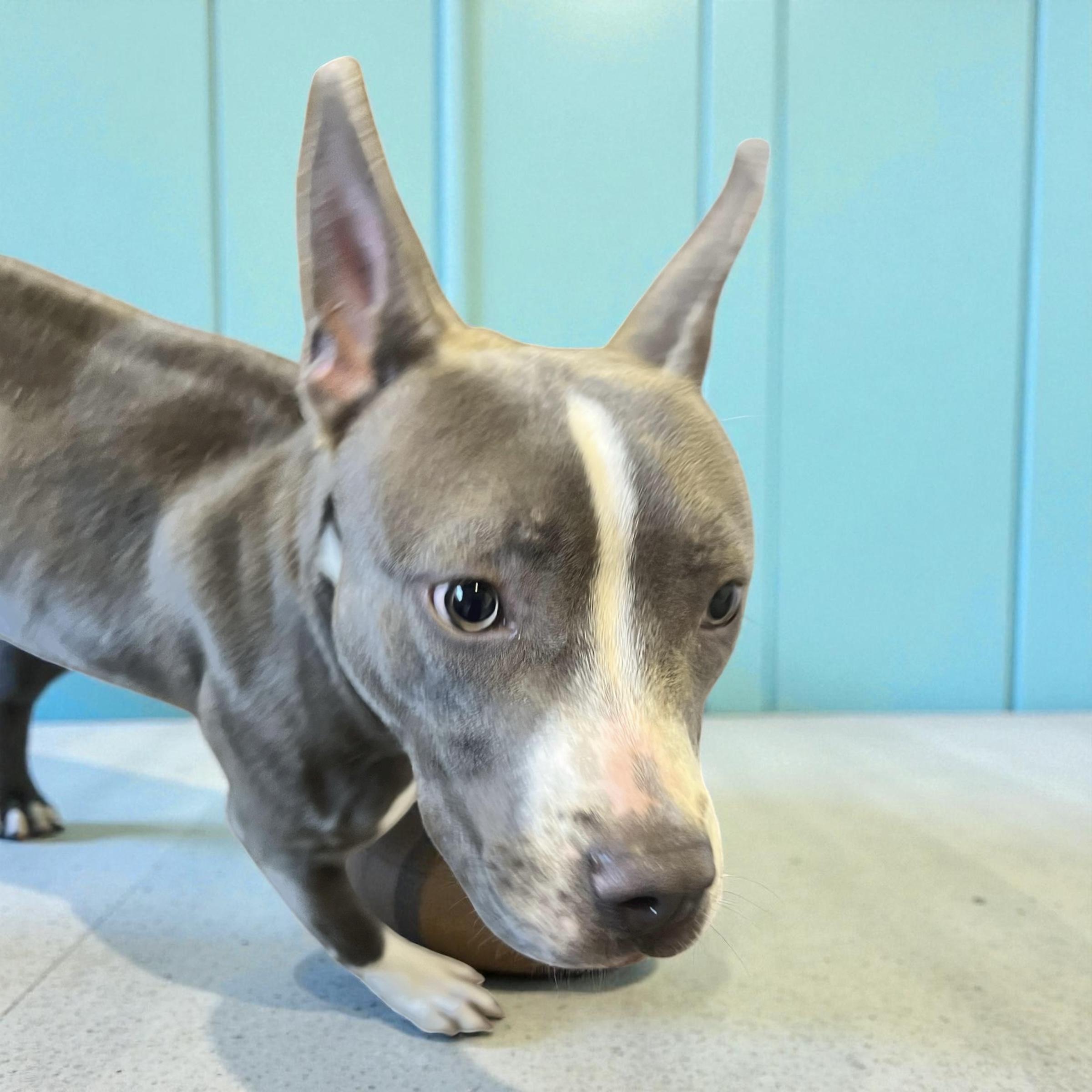 Kitty, an adopted mixed breed in Horn Lake, MS image 3/6