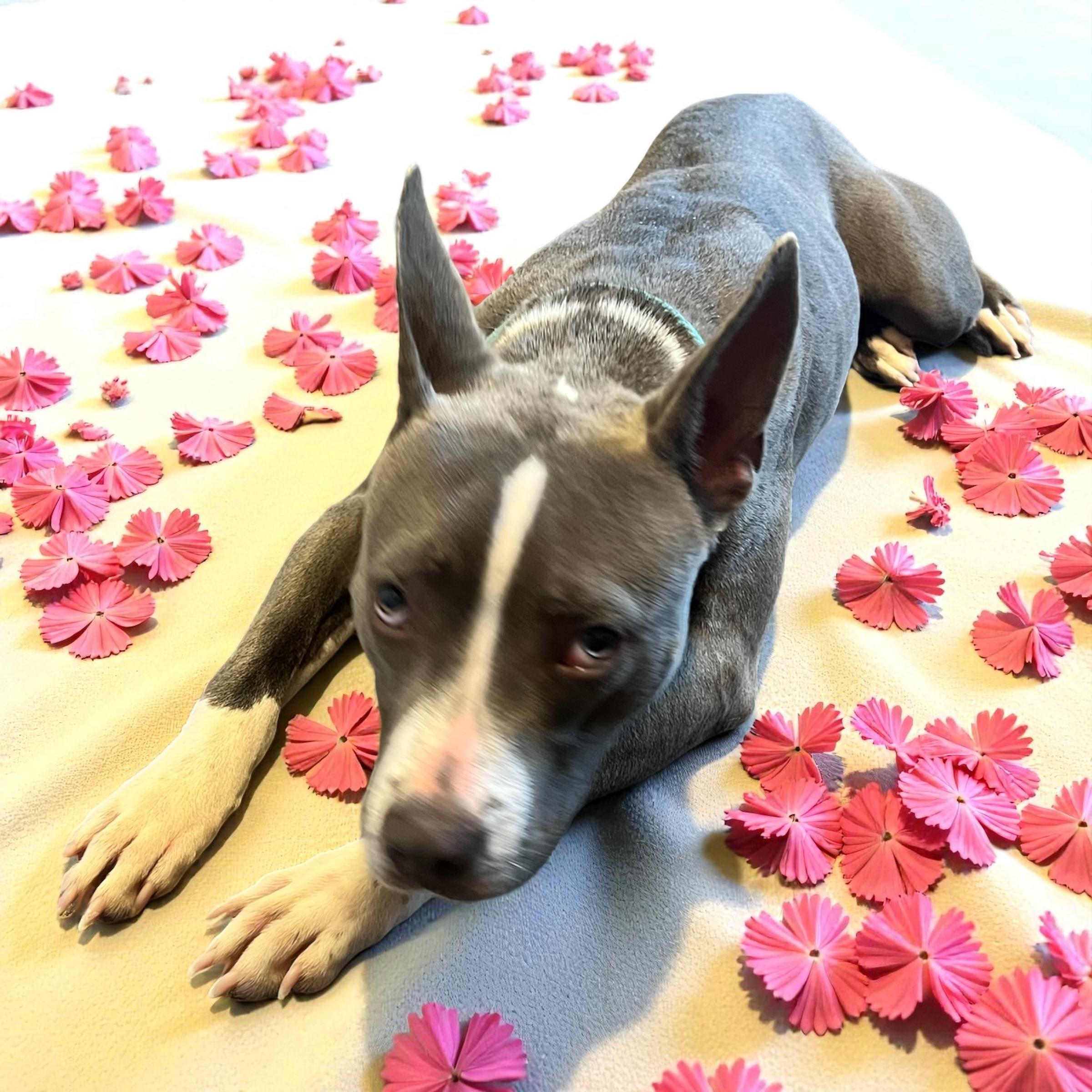 Kitty, an adopted mixed breed in Horn Lake, MS image 5/6