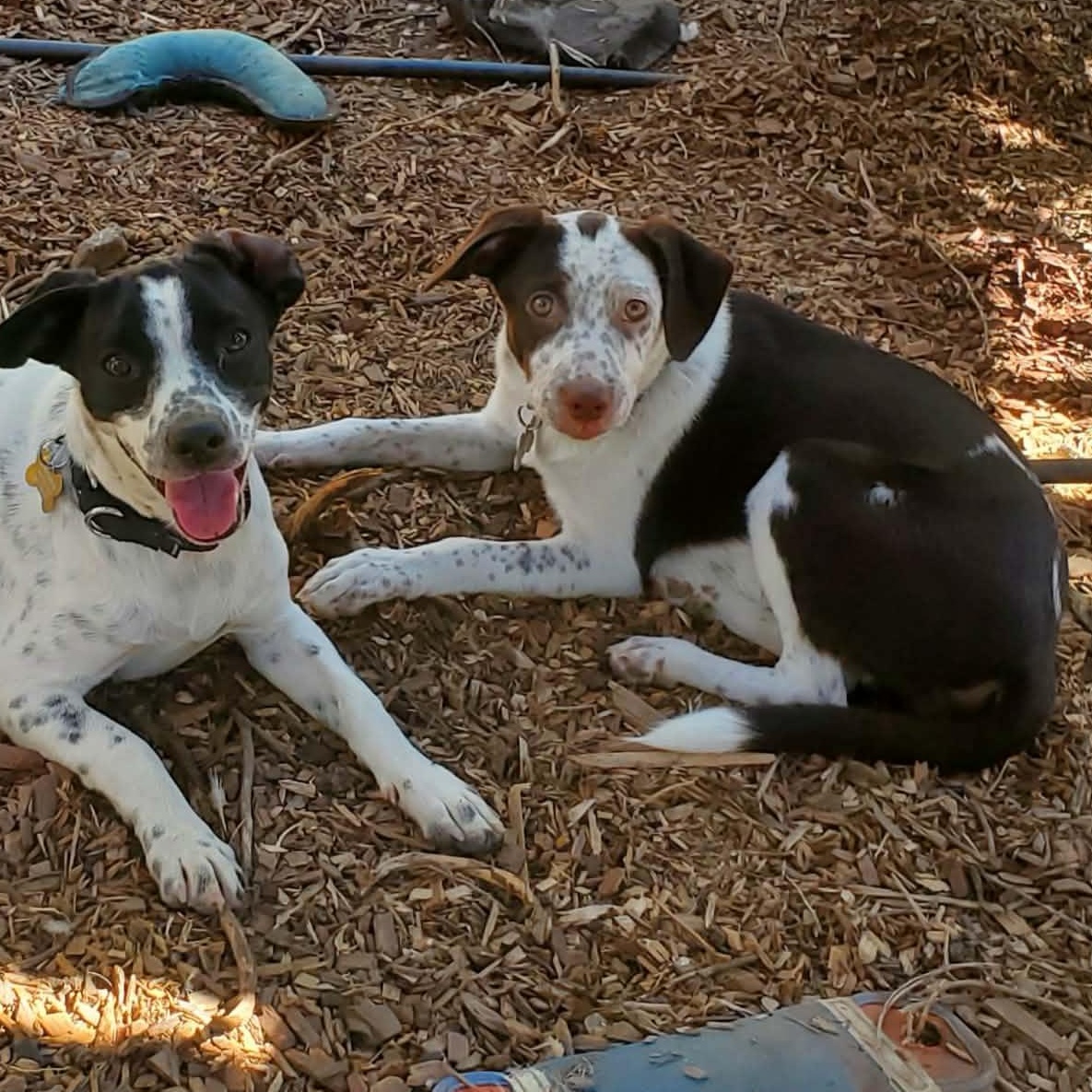 Enlarge Nod, a Adoptable mixed breed in San Jose, CA image 4/6