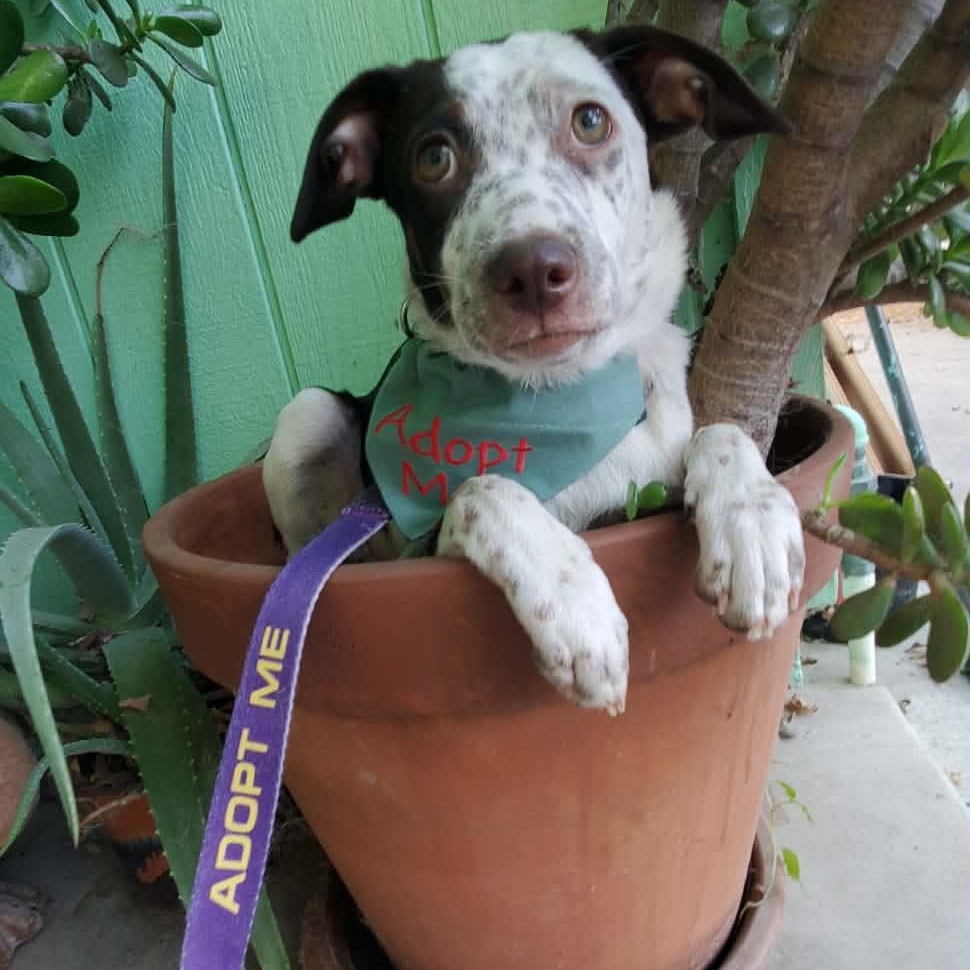 Enlarge Nod, a Adoptable mixed breed in San Jose, CA image 3/6