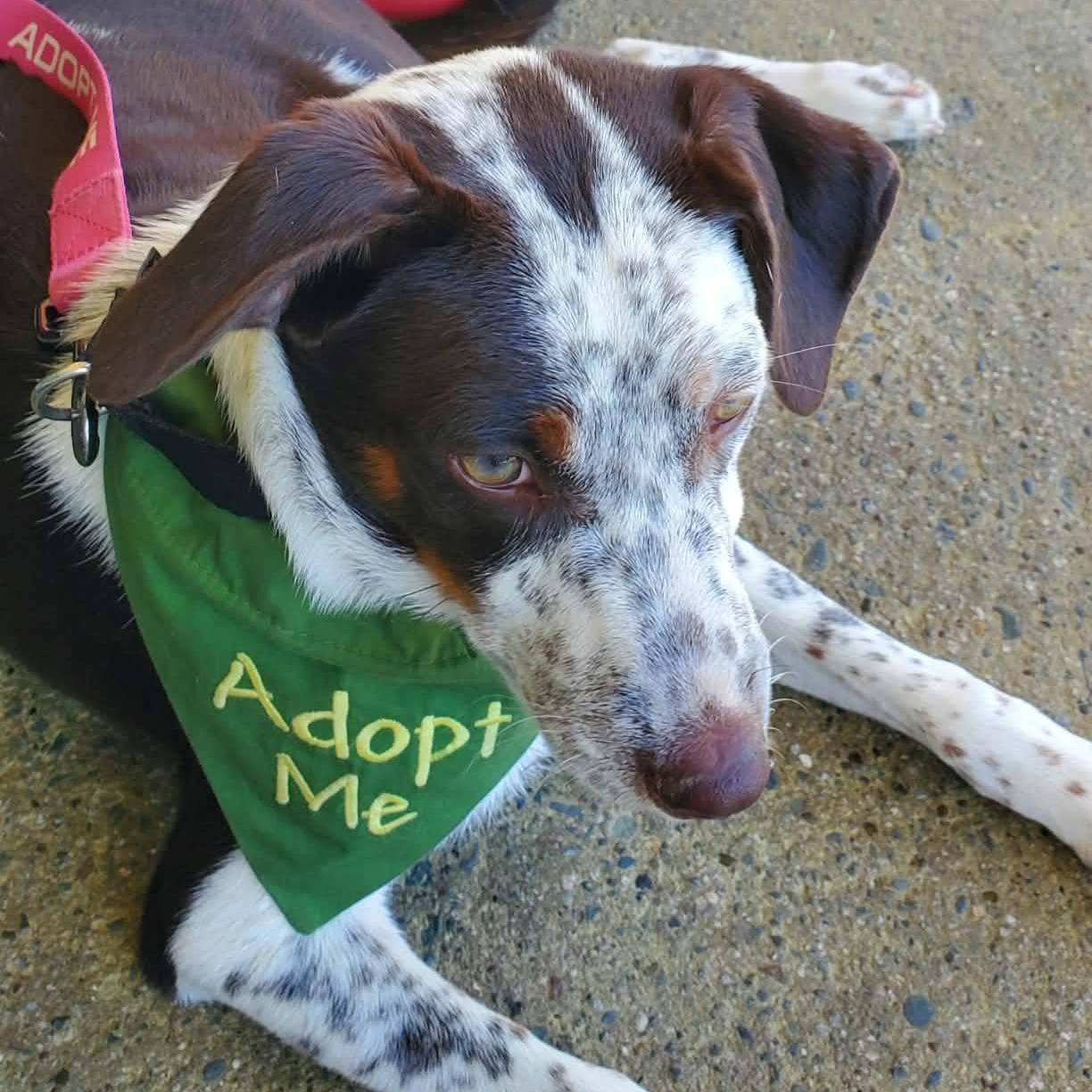 Enlarge Nod, a Adoptable mixed breed in San Jose, CA image 6/6