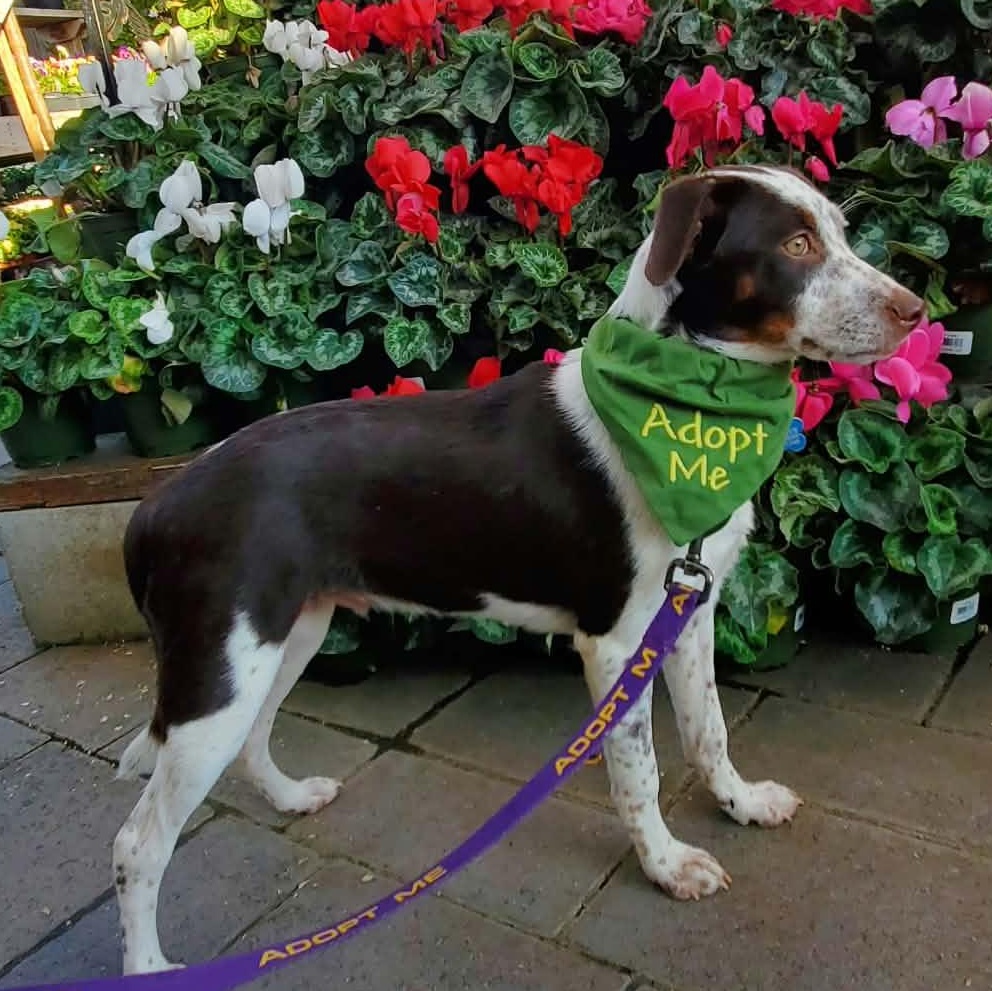 Enlarge Nod, a Adoptable mixed breed in San Jose, CA image 2/6