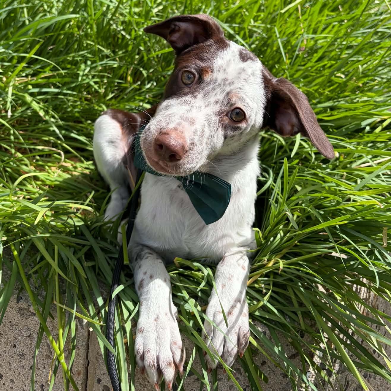 Nod, Adoptable, Puppy Male Australian Shepherd & Australian Cattle Dog / Blue Heeler.