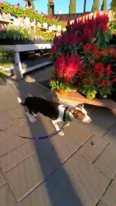 Enlarge Nod, a Adoptable mixed breed in San Jose, CA video 5/6