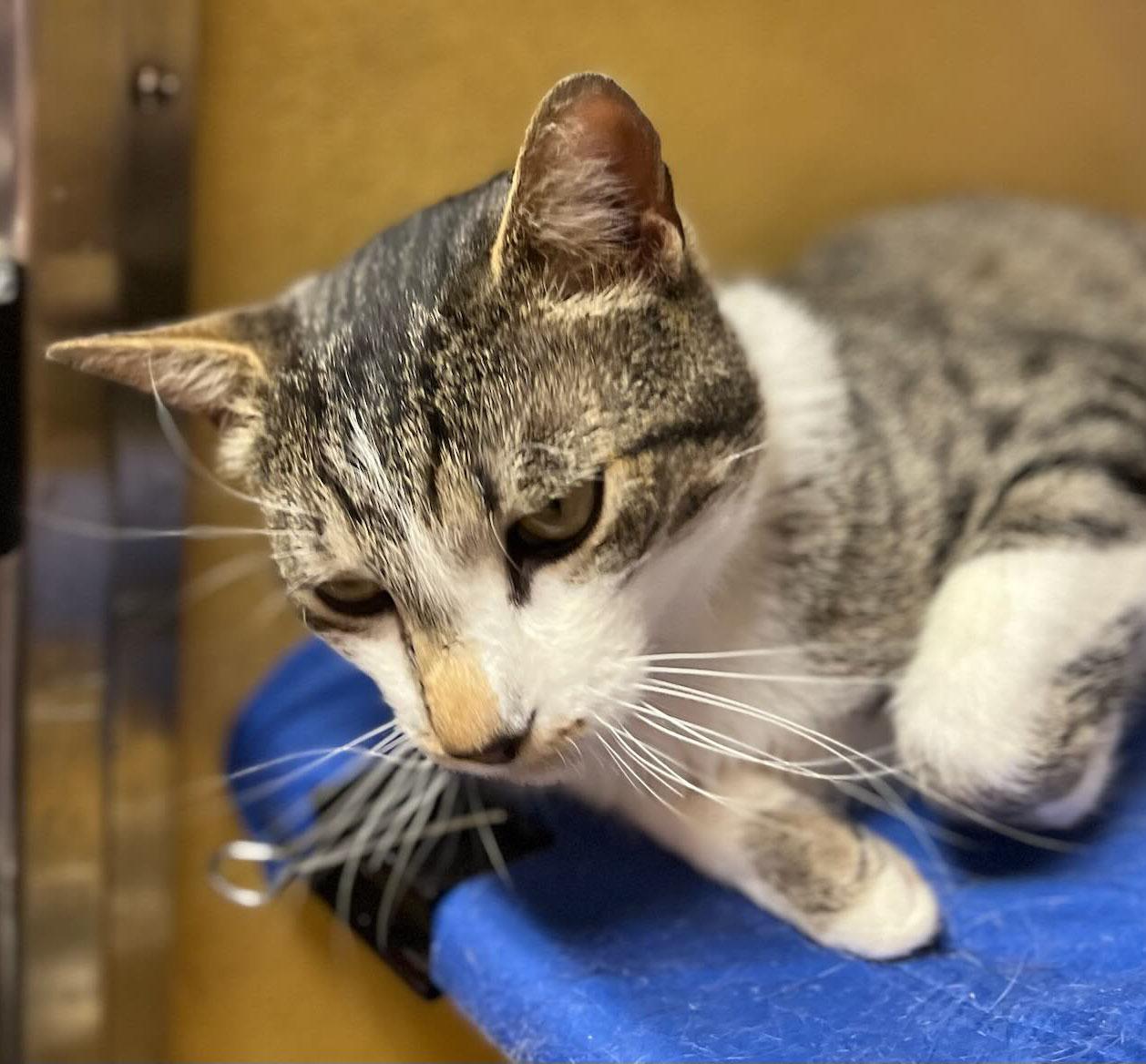 Enlarge Julian-2/4/26, an adopted Domestic Short Hair in Lambertville, NJ image 2/2