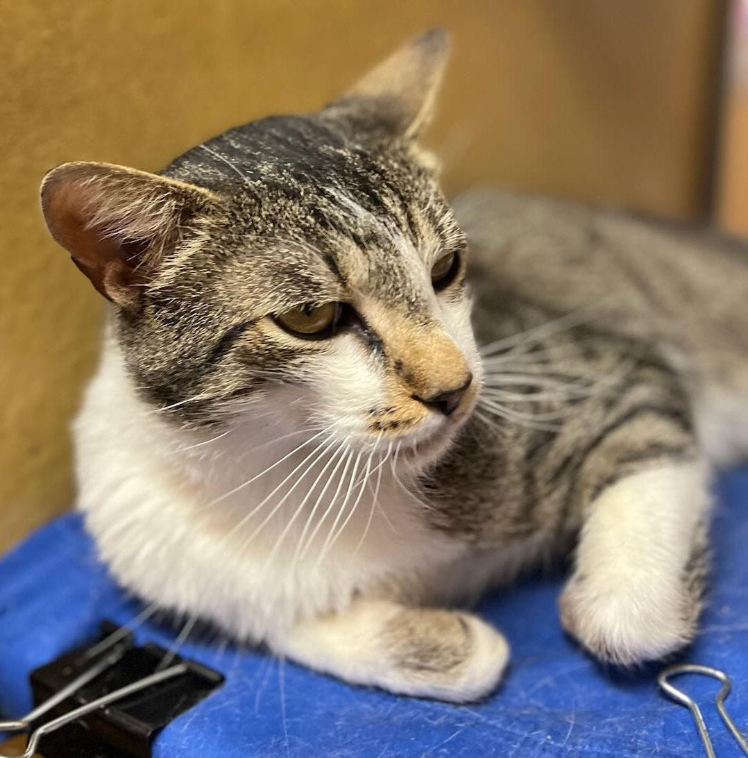 Enlarge Julian-2/4/26, an adopted Domestic Short Hair in Lambertville, NJ image 1/2