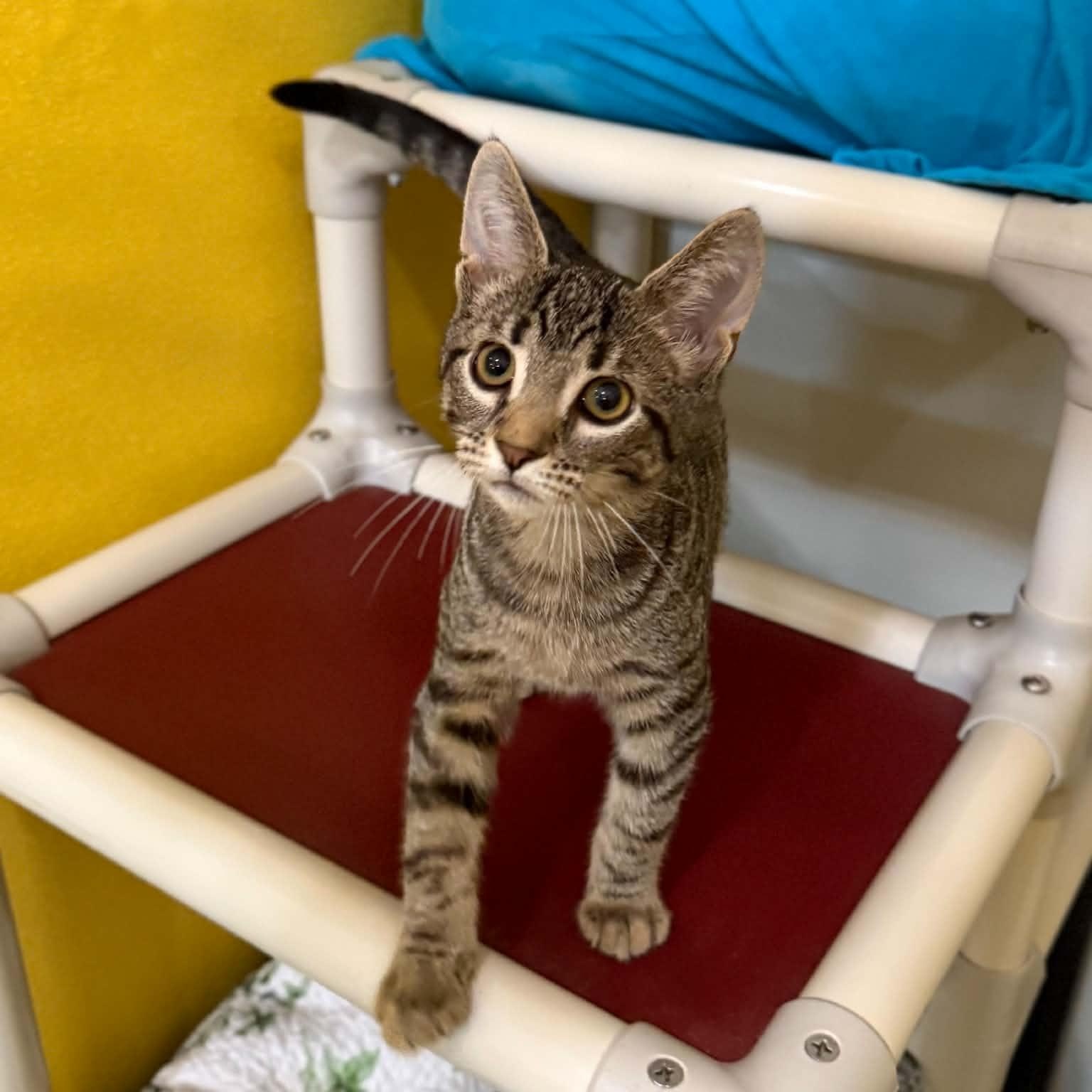 Enlarge Hijinks, a Adoptable mixed breed in Penn Yan, NY image 6/6