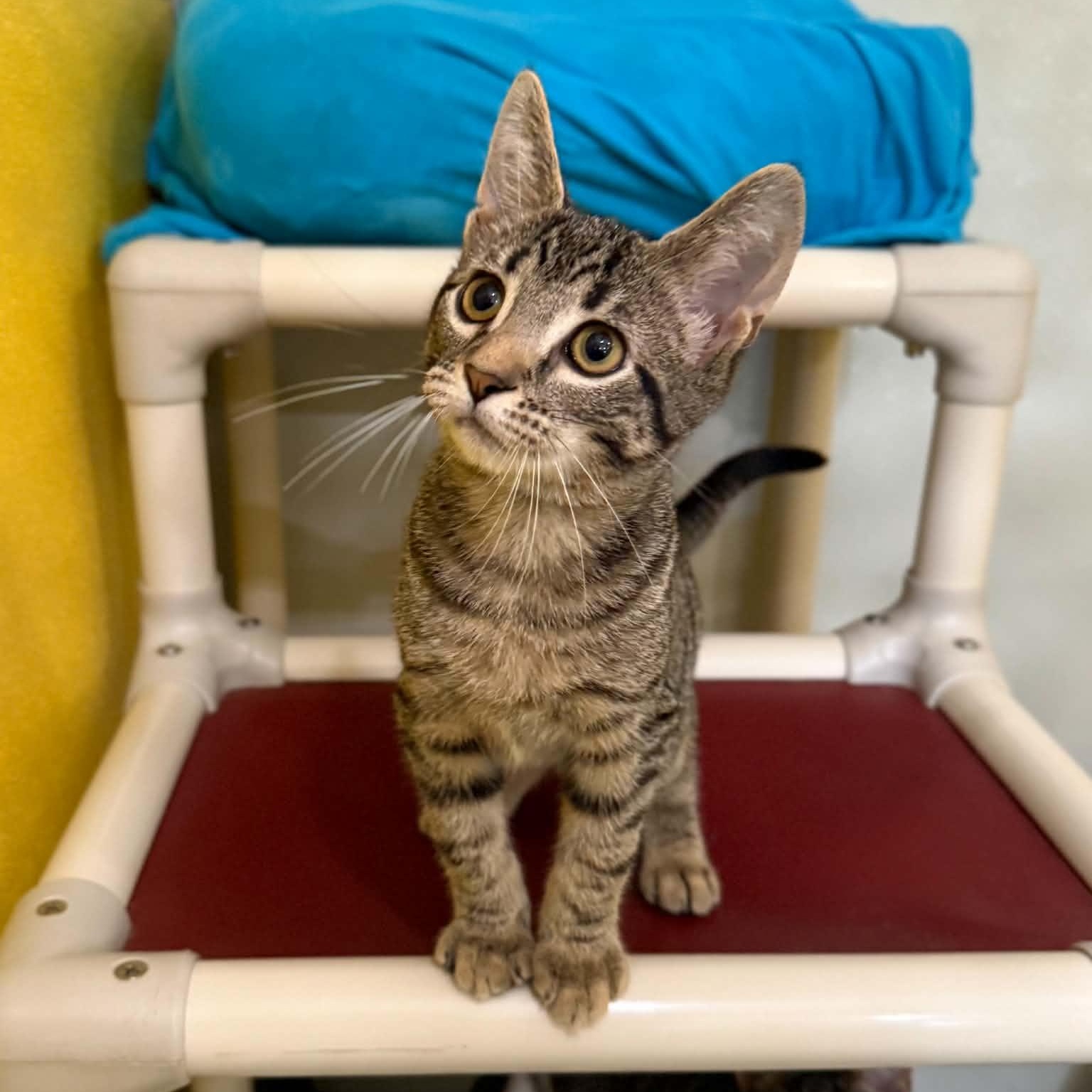 Enlarge Hijinks, a Adoptable mixed breed in Penn Yan, NY image 2/6