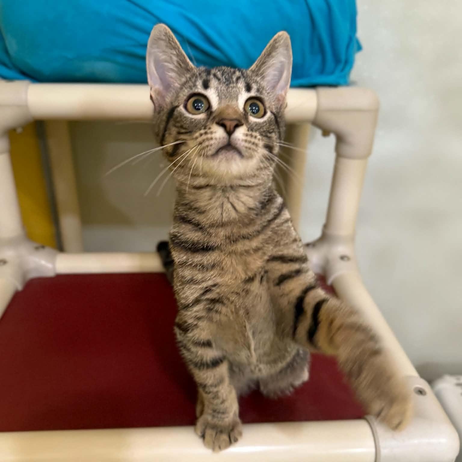 Enlarge Hijinks, a Adoptable mixed breed in Penn Yan, NY image 5/6