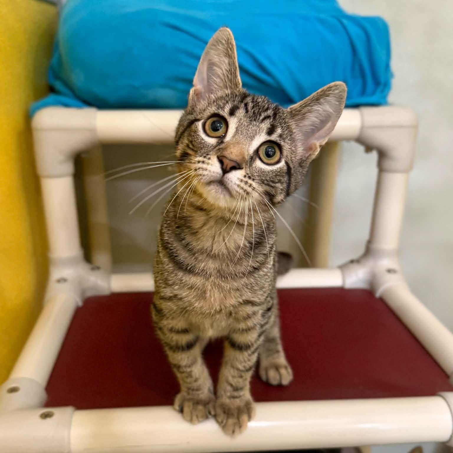 Enlarge Hijinks, a Adoptable mixed breed in Penn Yan, NY image 1/6