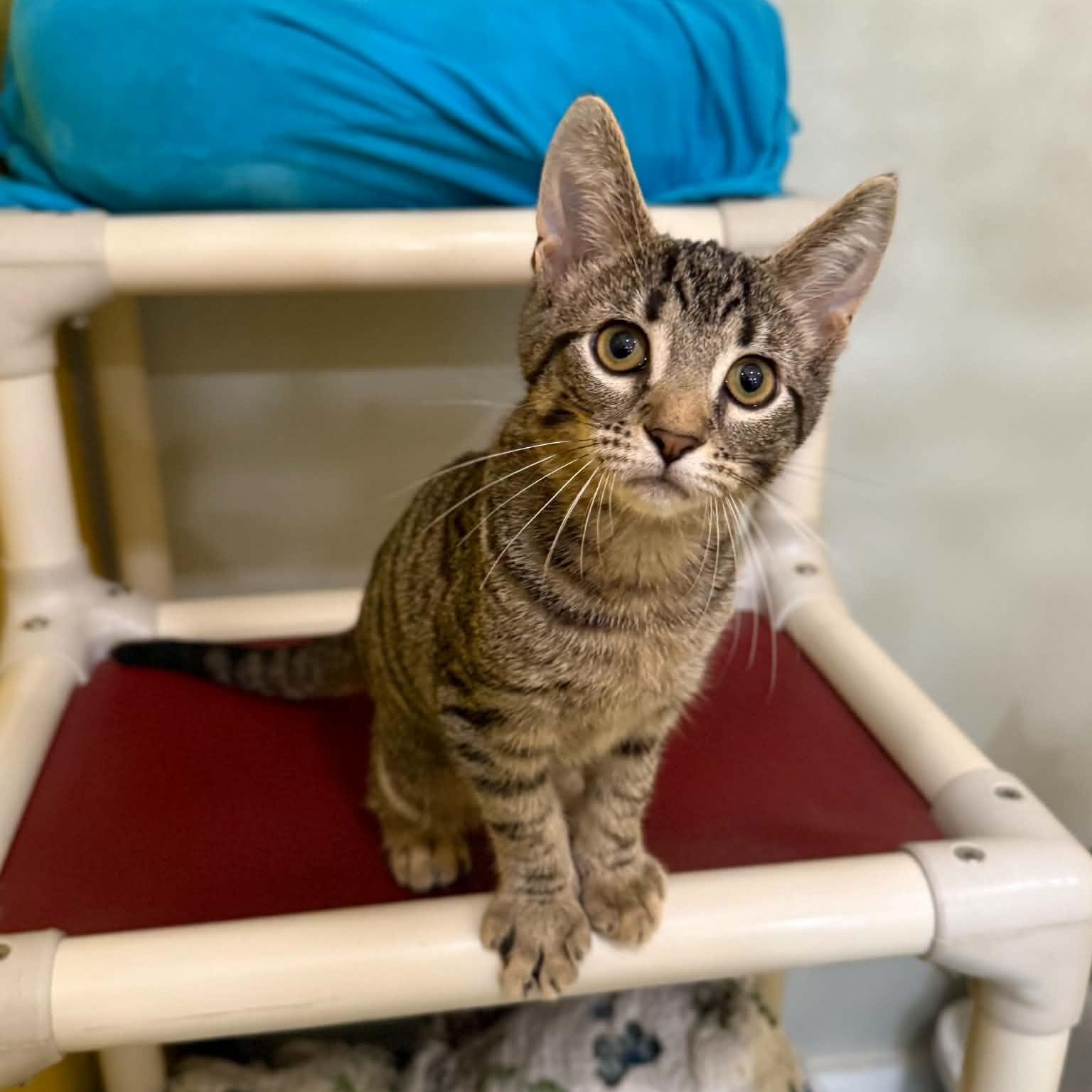 Enlarge Hijinks, a Adoptable mixed breed in Penn Yan, NY image 3/6