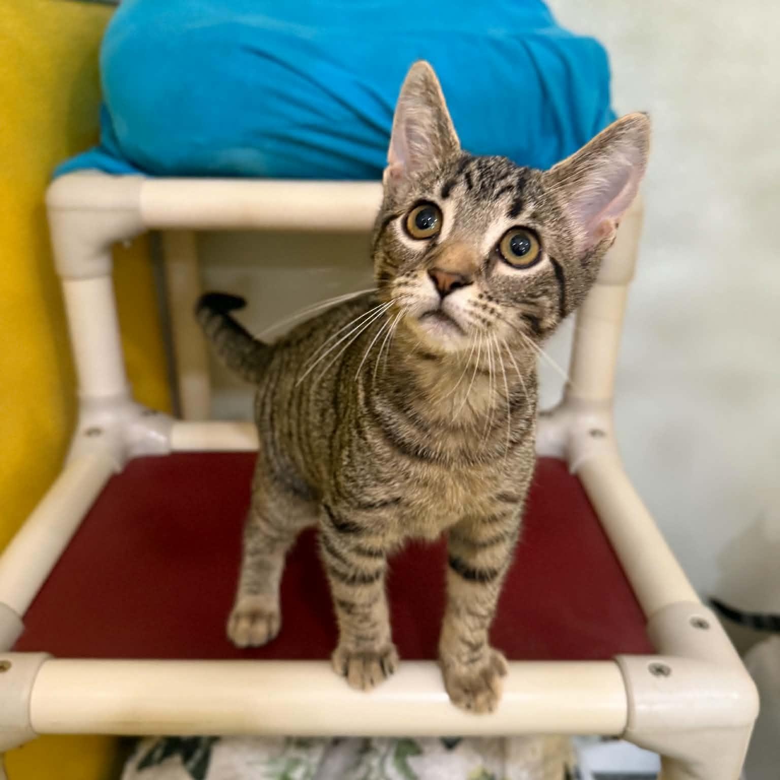 Enlarge Hijinks, a Adoptable mixed breed in Penn Yan, NY image 4/6